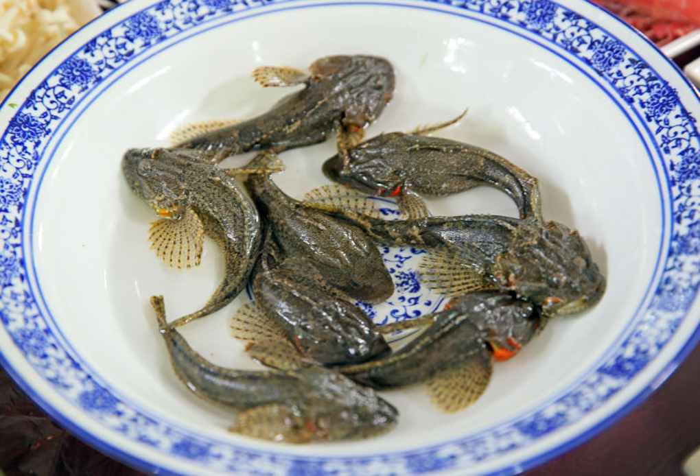 野生松江鲈鱼图片