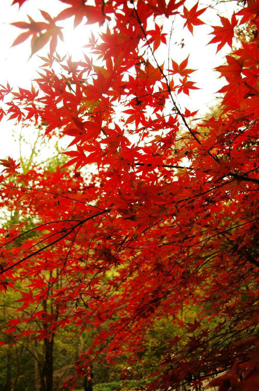 谁是谁的风景(风叶吟)