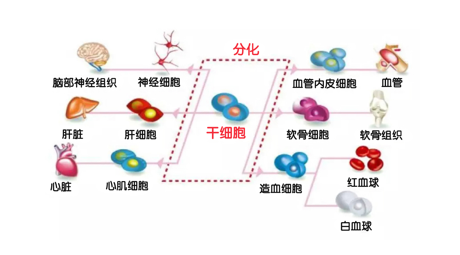 幹細胞分化與細胞轉型在器官修復中的作用