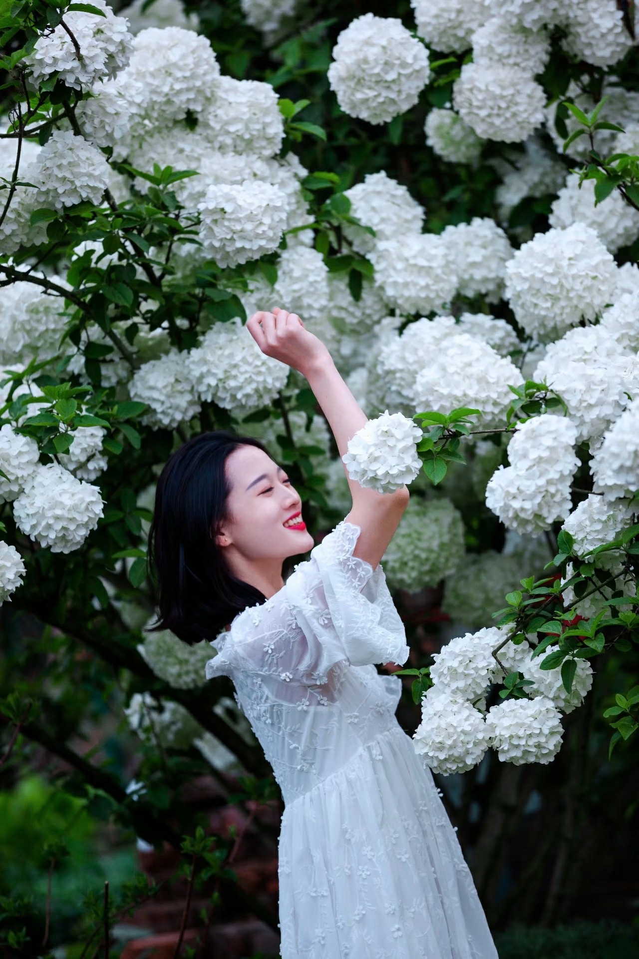 绣球花开,开一树绝世风华