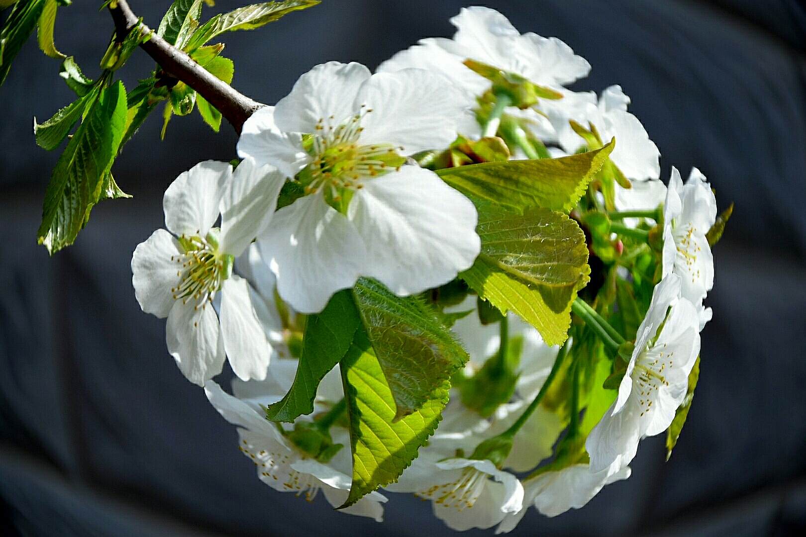 樱桃花图片真实宾莹图片