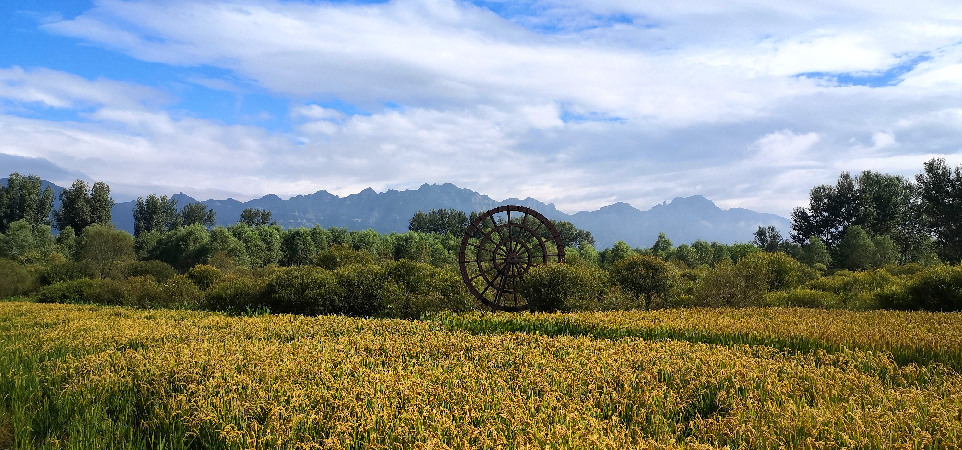 小河屯稻田秋日美景