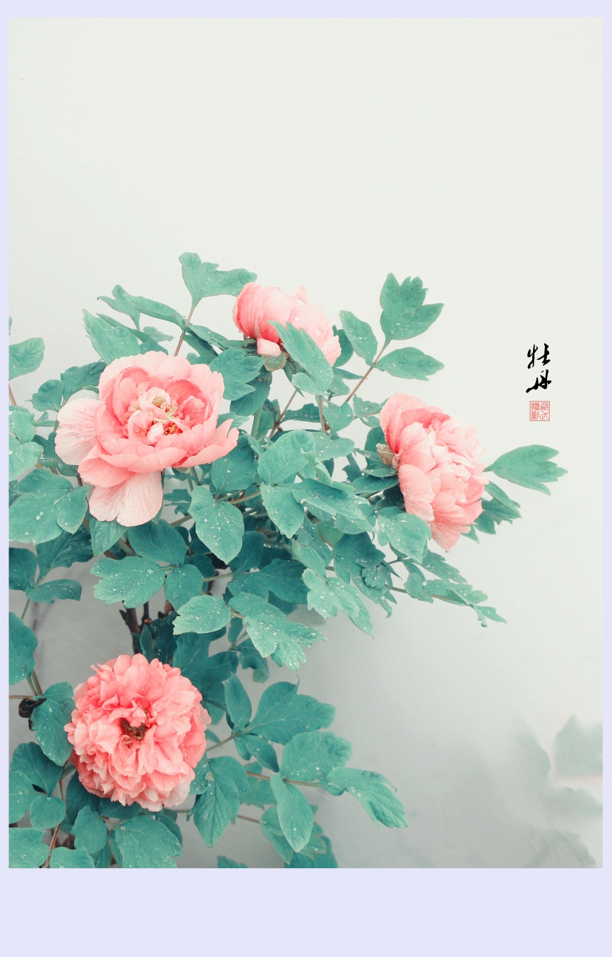 花开富贵[画意花卉摄影]