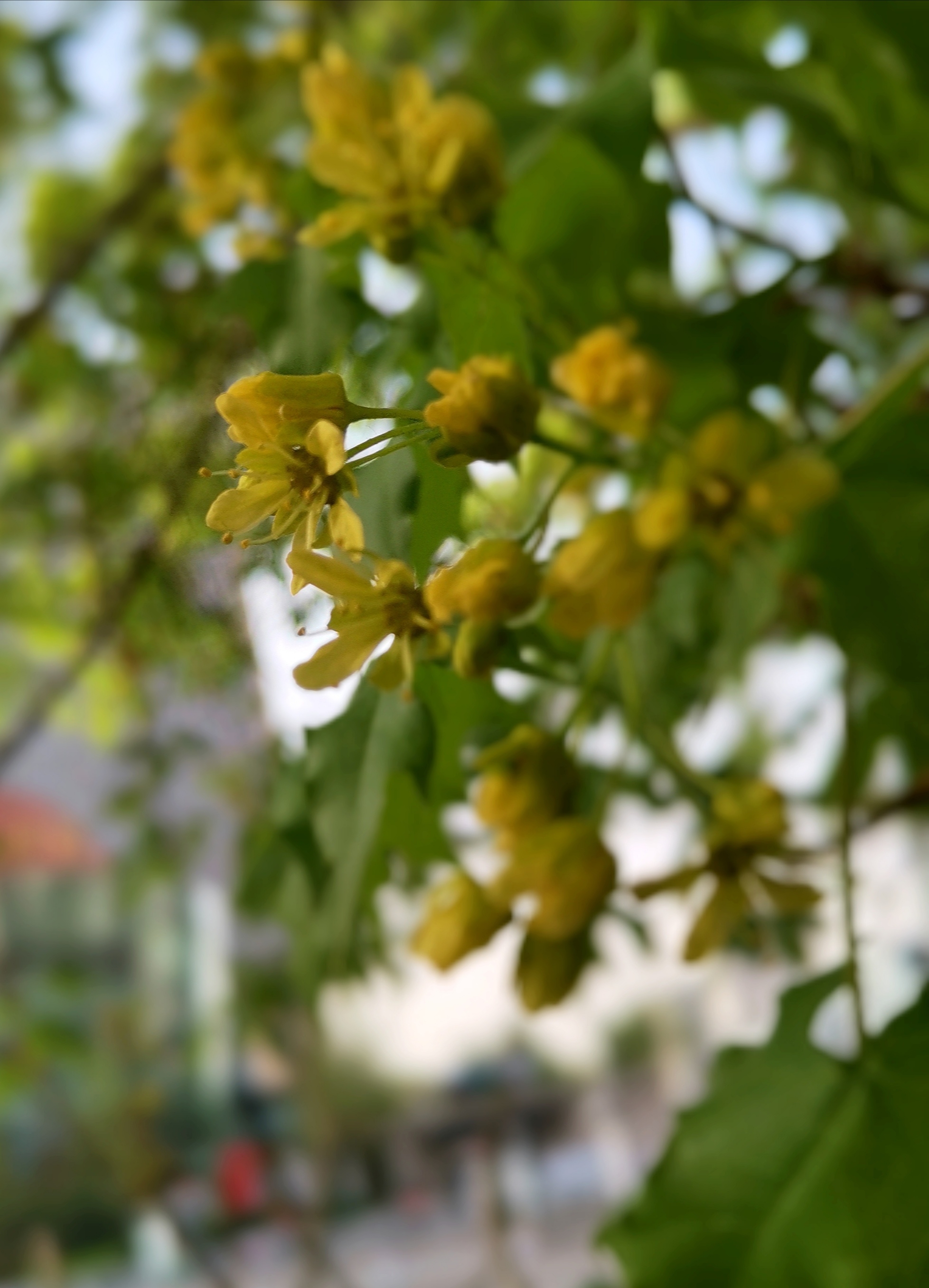 春天绽放的元宝枫花首发