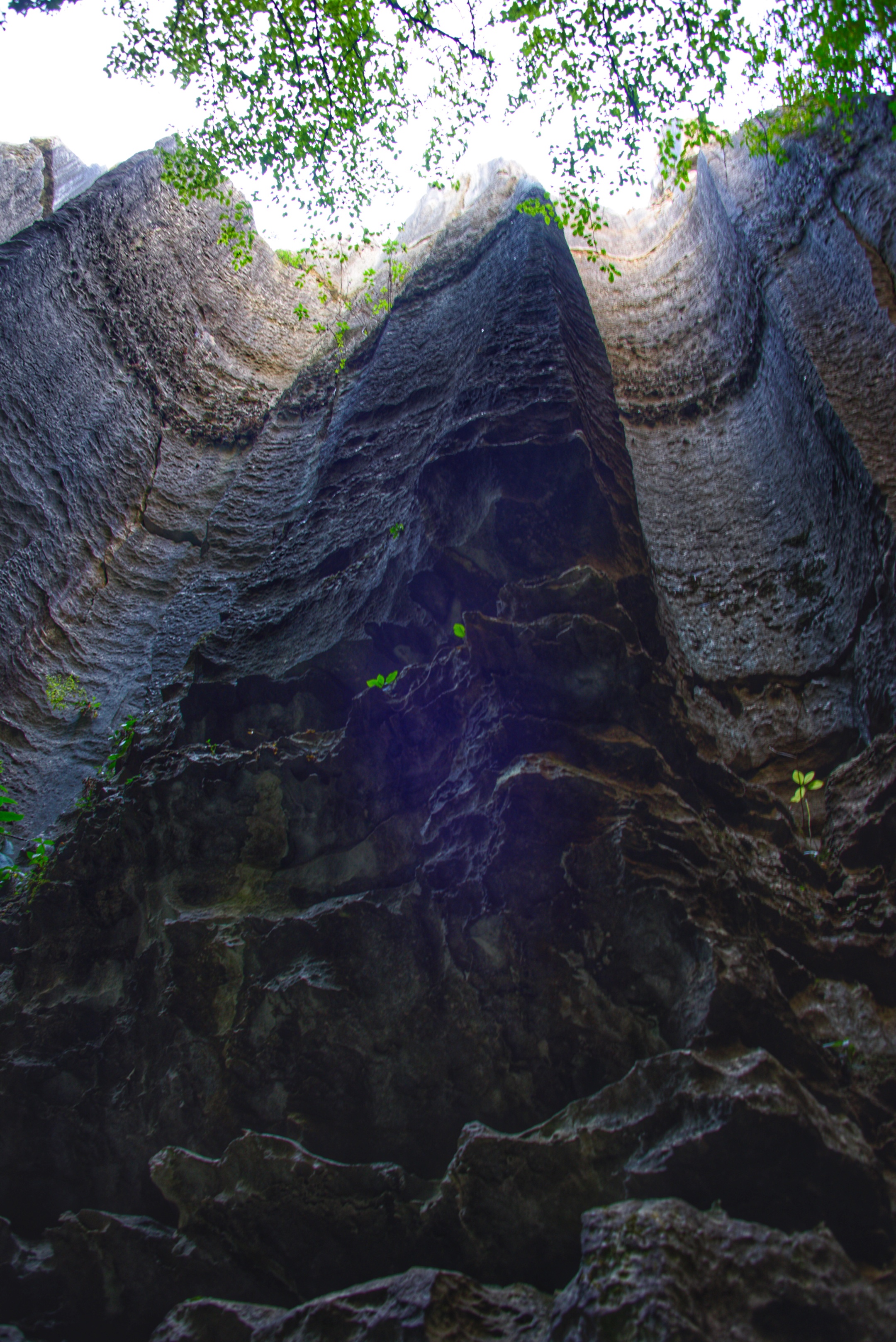 幽兰深谷(首发)