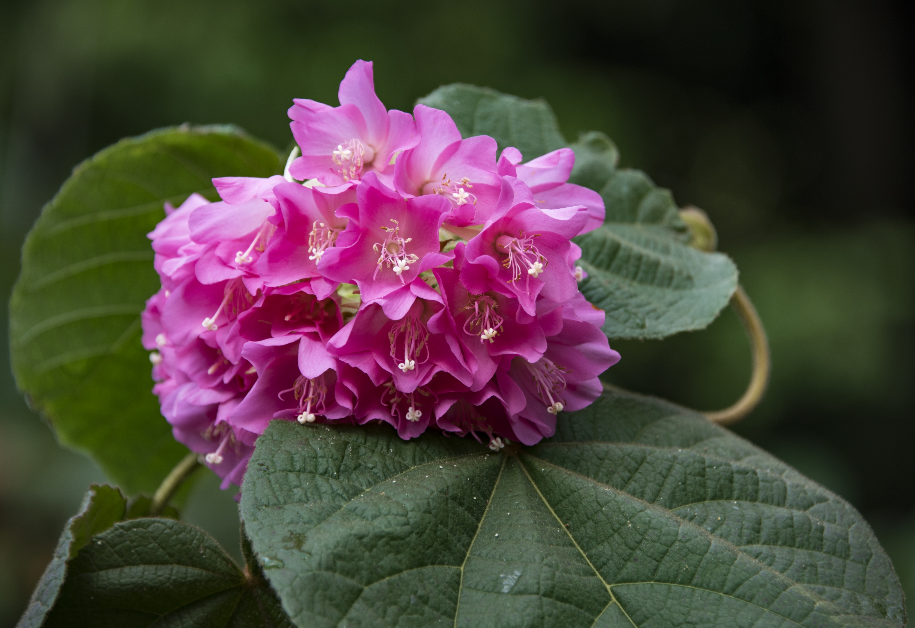 非洲芙蓉花【首发】