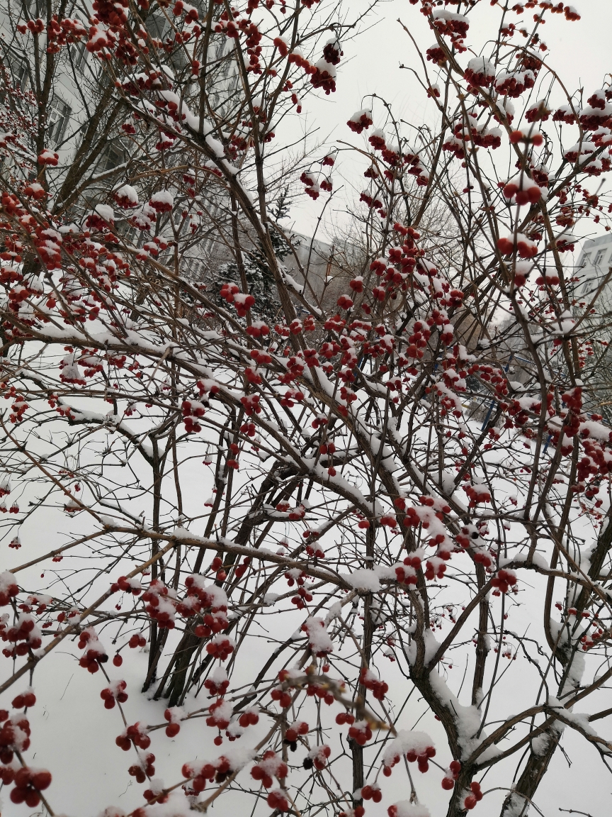 烟霏霏 雪霏霏图片