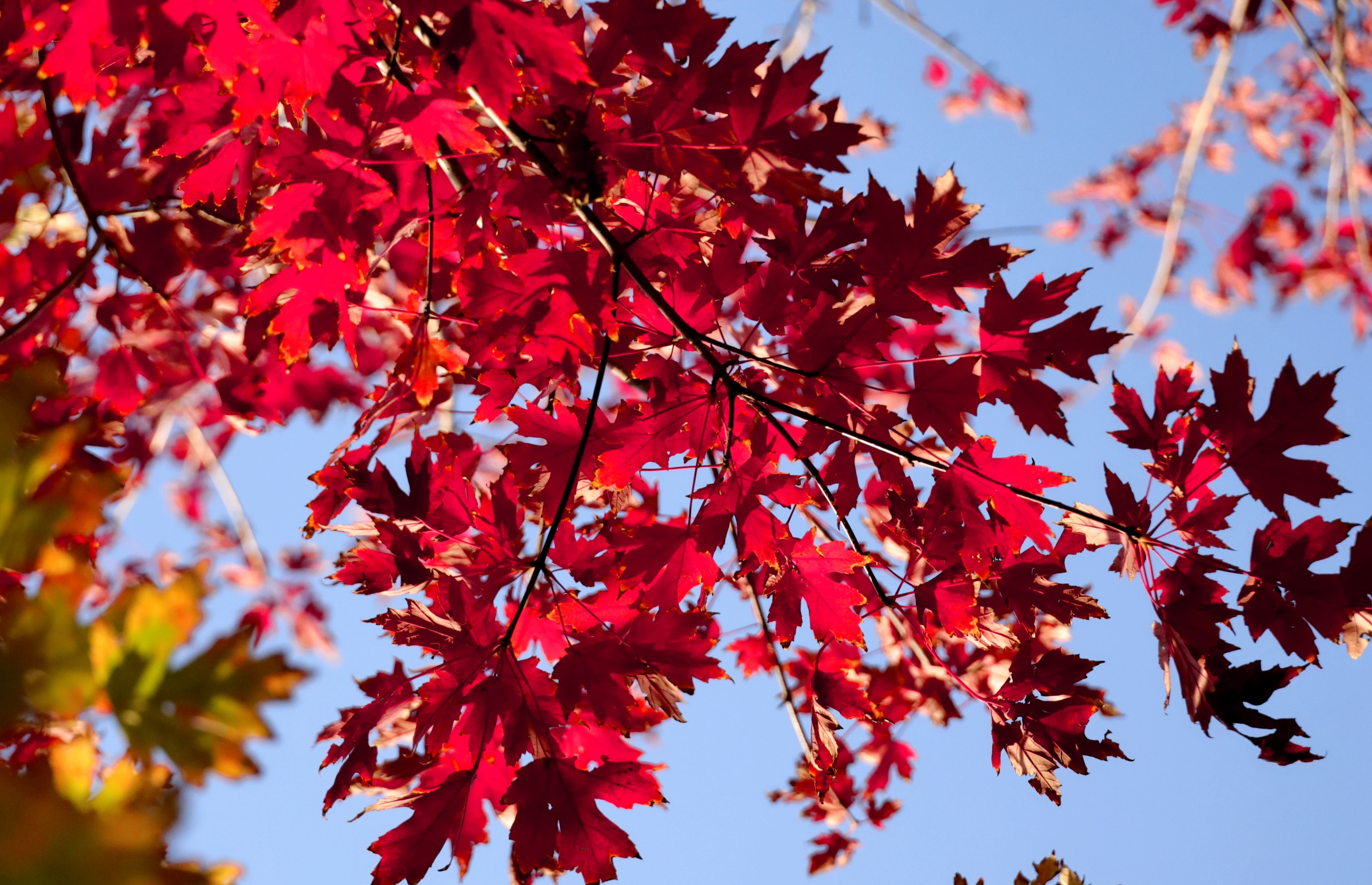 红色叶子的树图片大全图片