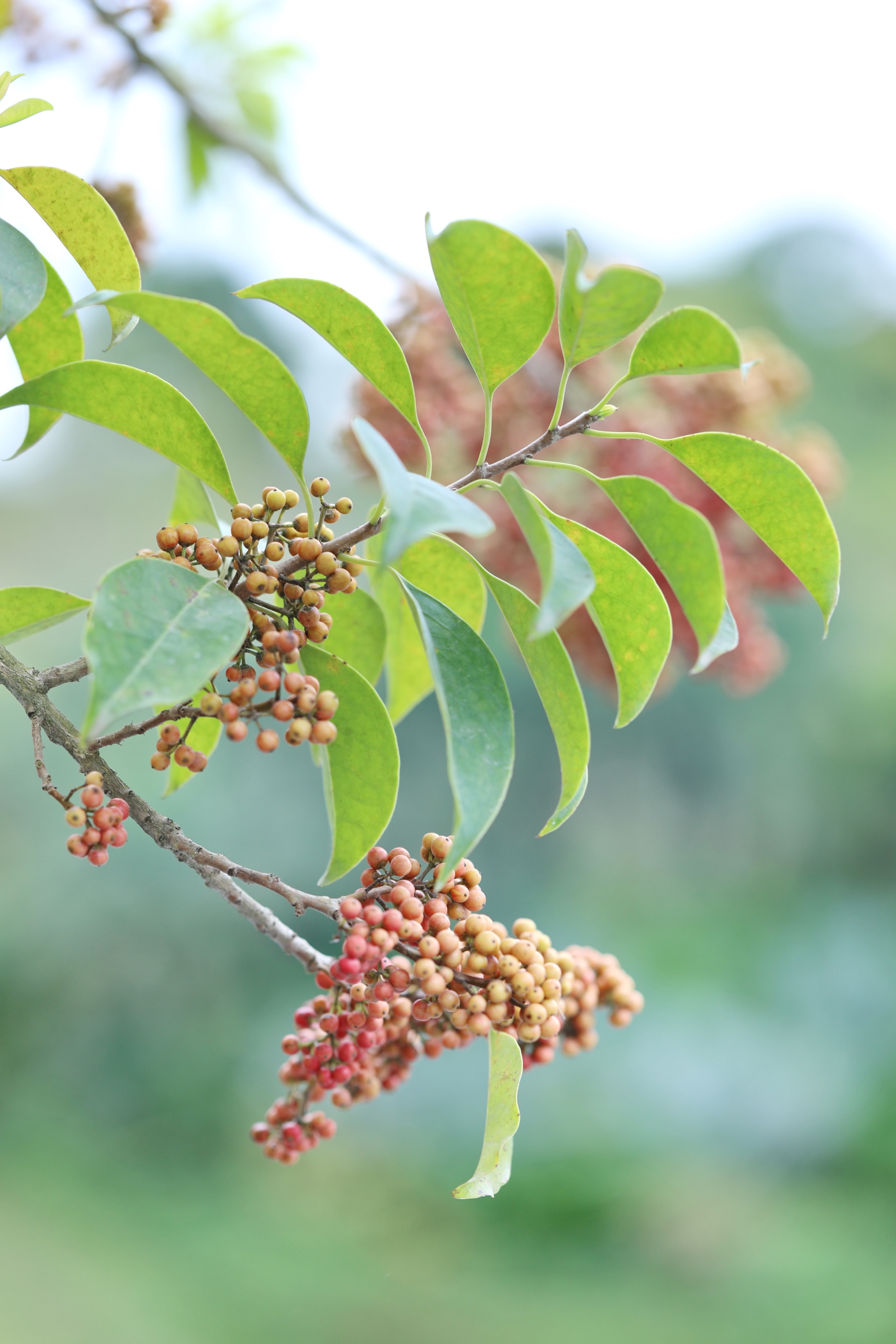 铁冬青一树红果秋日俏首发