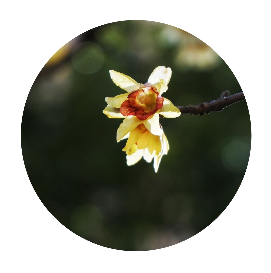 【原创首发】狗蝇腊梅