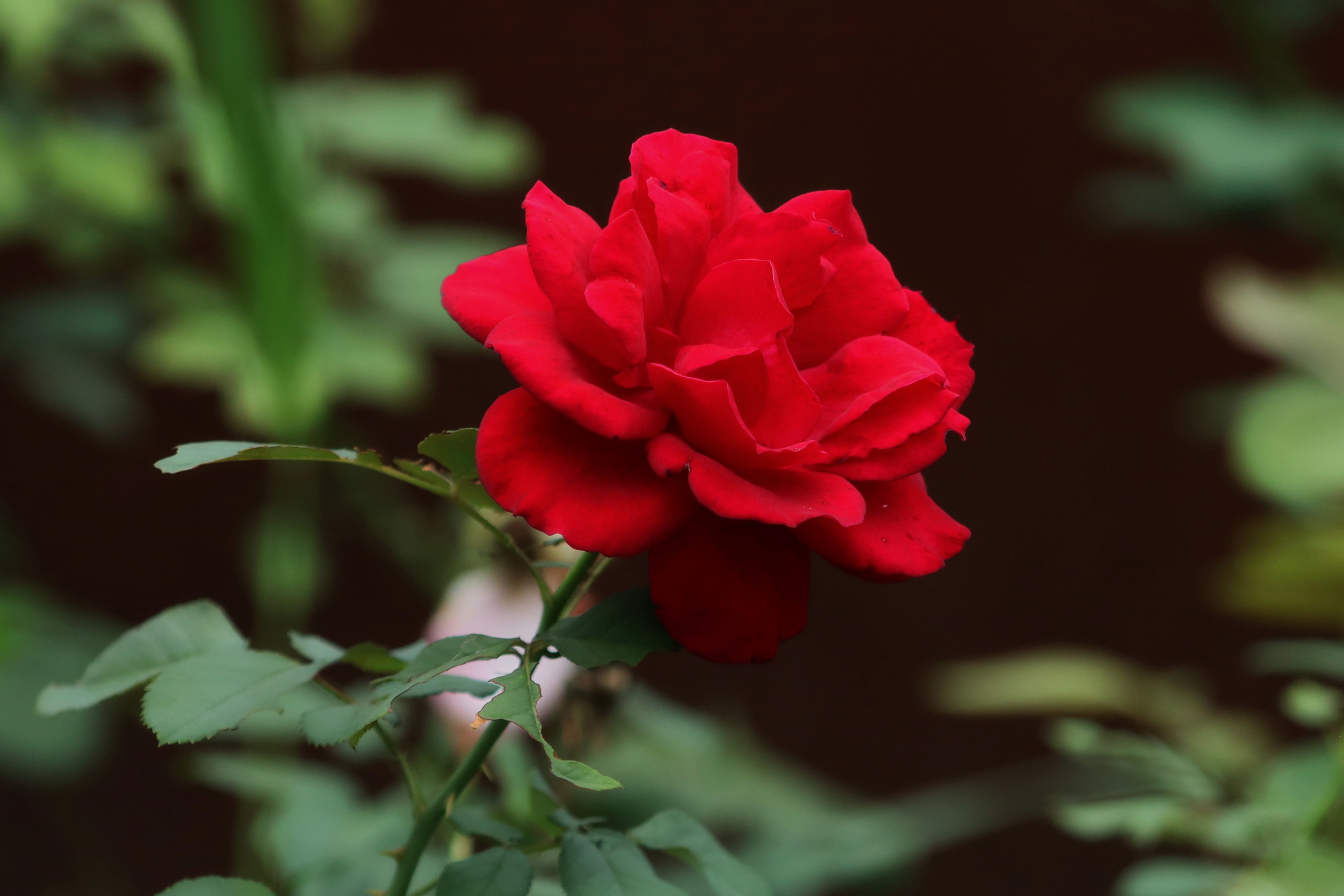 红玫瑰献给最可爱的人庆祝中国人民解放军建军93周年