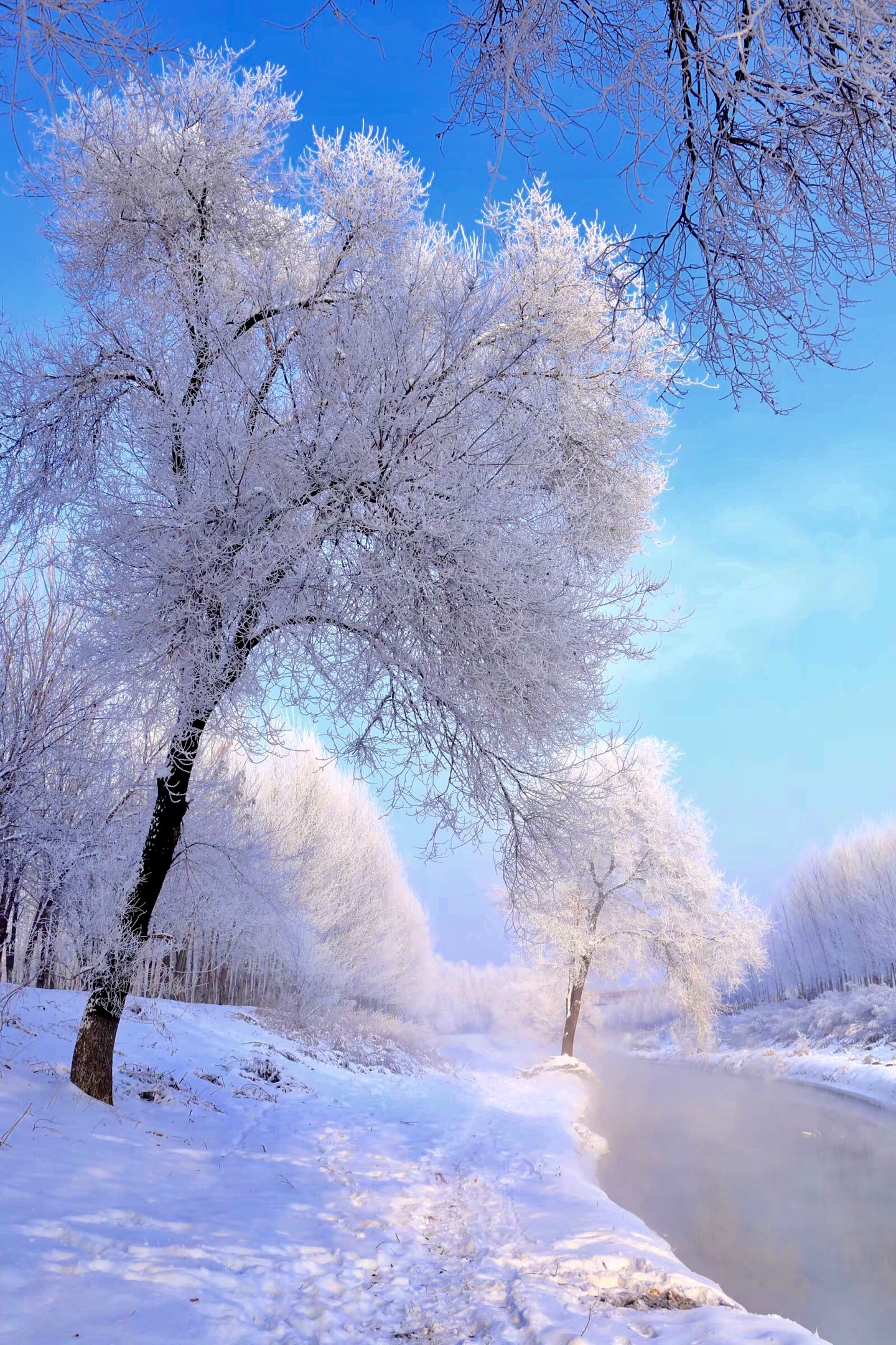 马家沟河现雾淞,冰城冬月添美景.