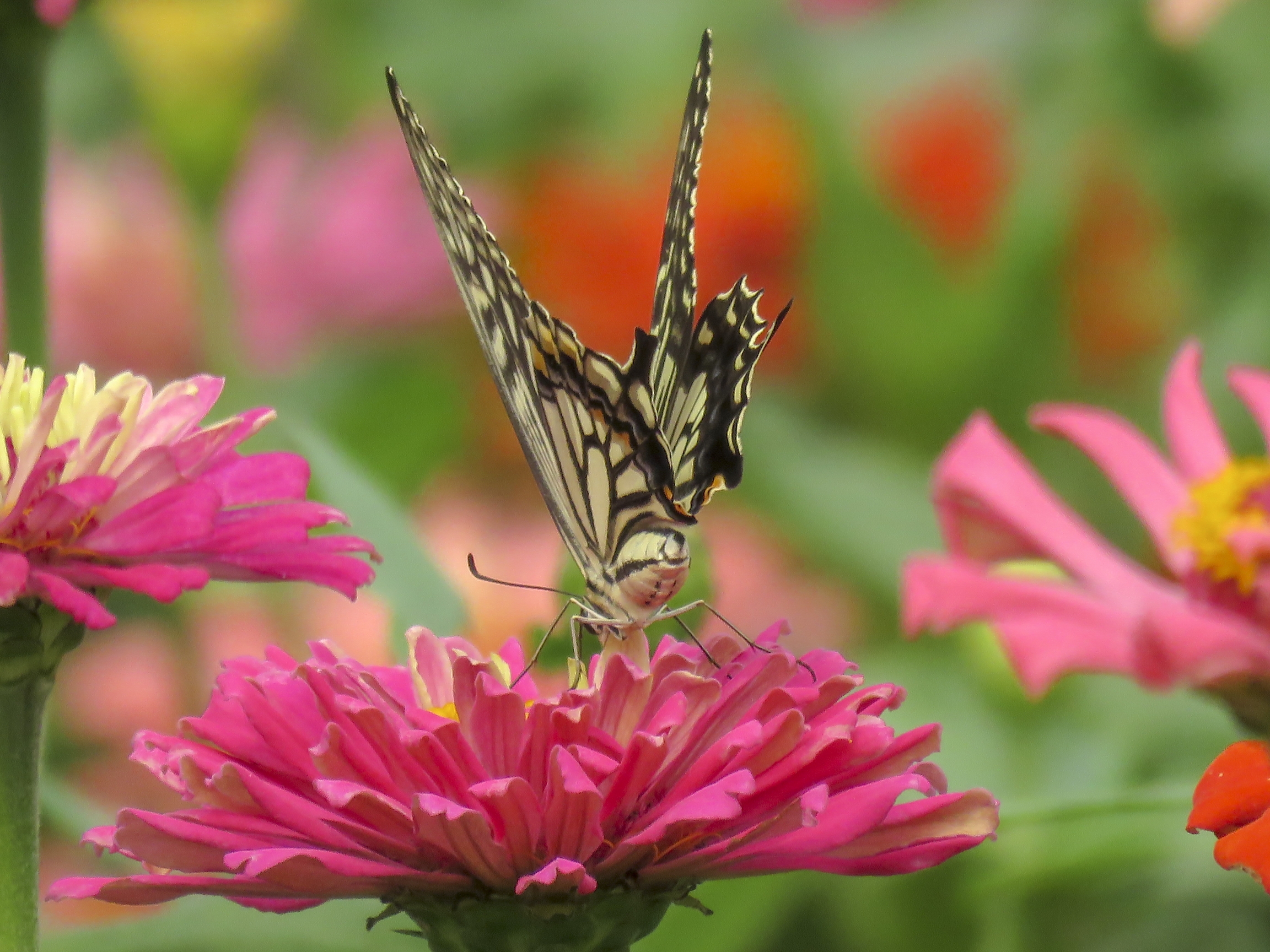 凤蝶花中舞vv首发