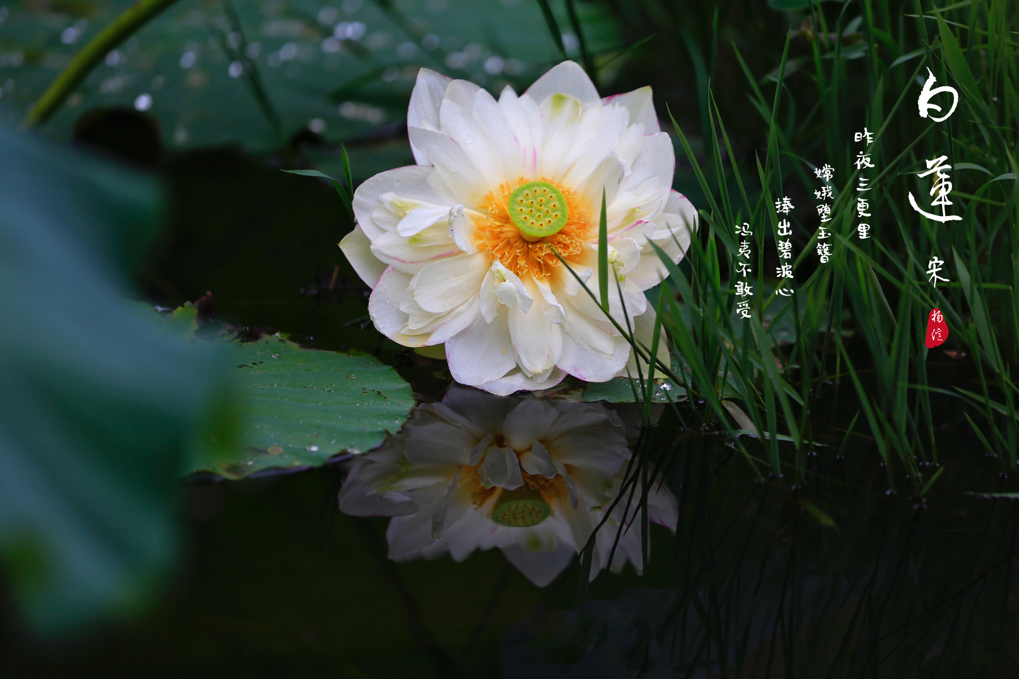 七月白莲淡雅无尘vv首发