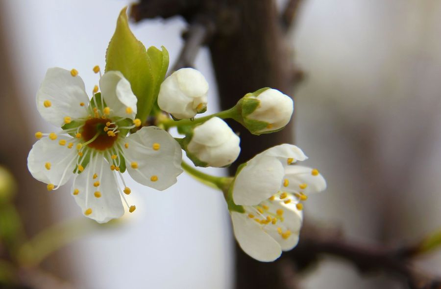 清雨藍誦讀《梨花點亮海城的春天》作者 妙菩提