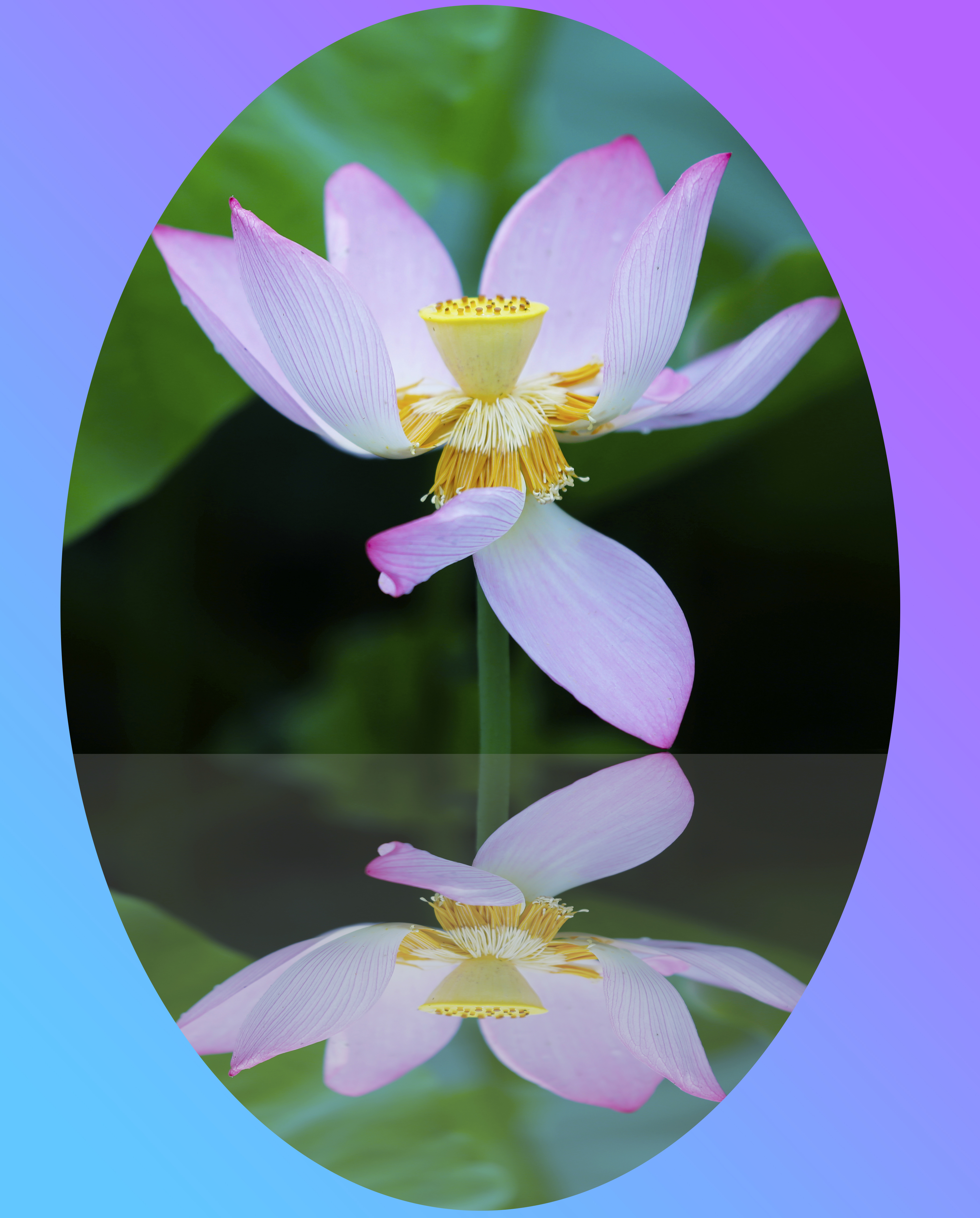 【首发】荷花对称之美