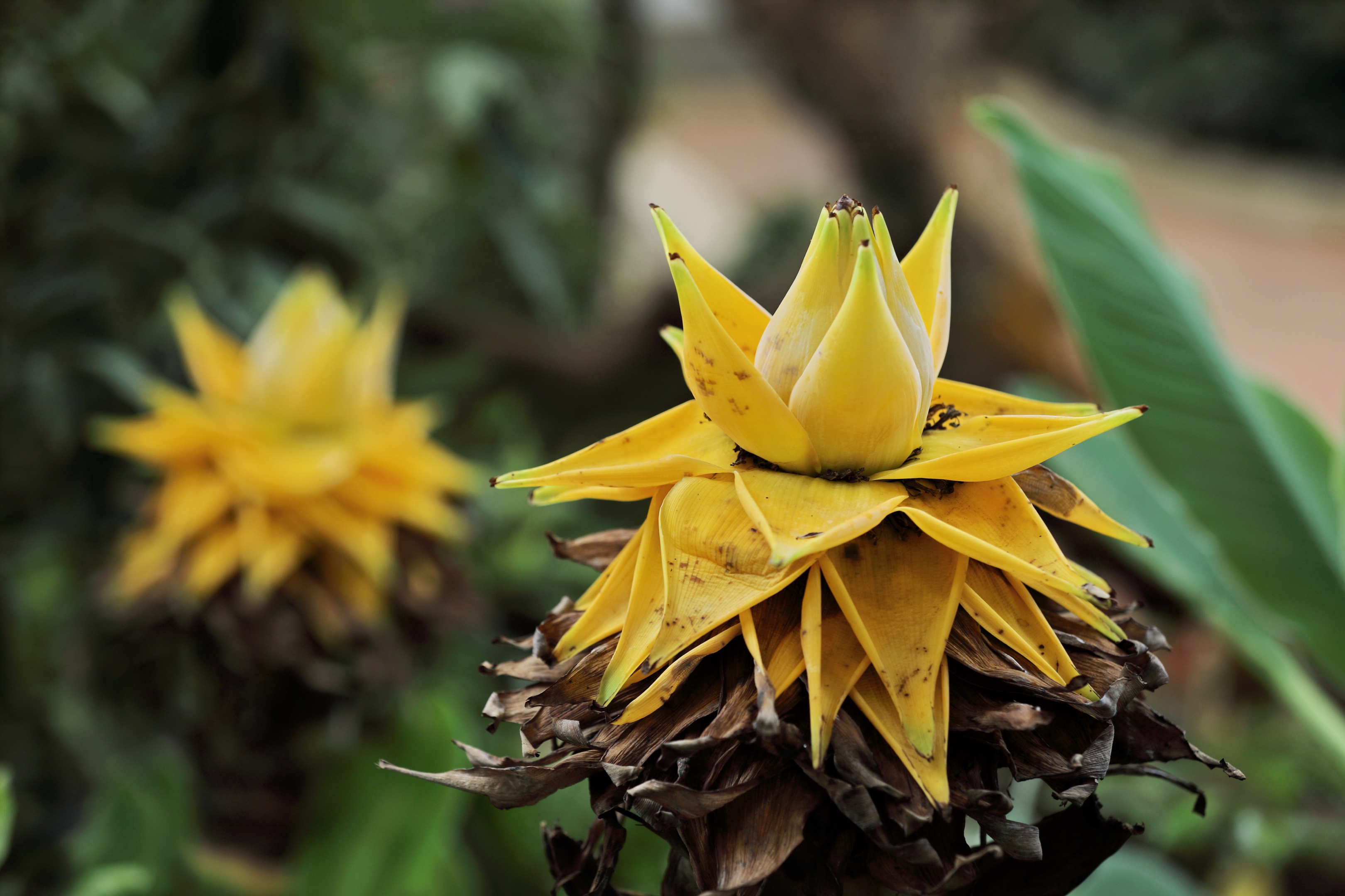 喜欢的植物地涌金莲首发
