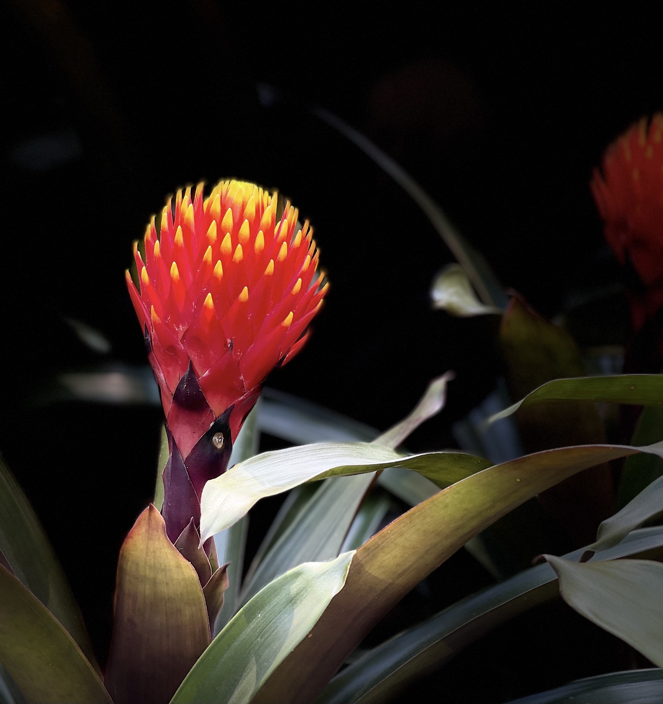 原创首发大米头果子蔓