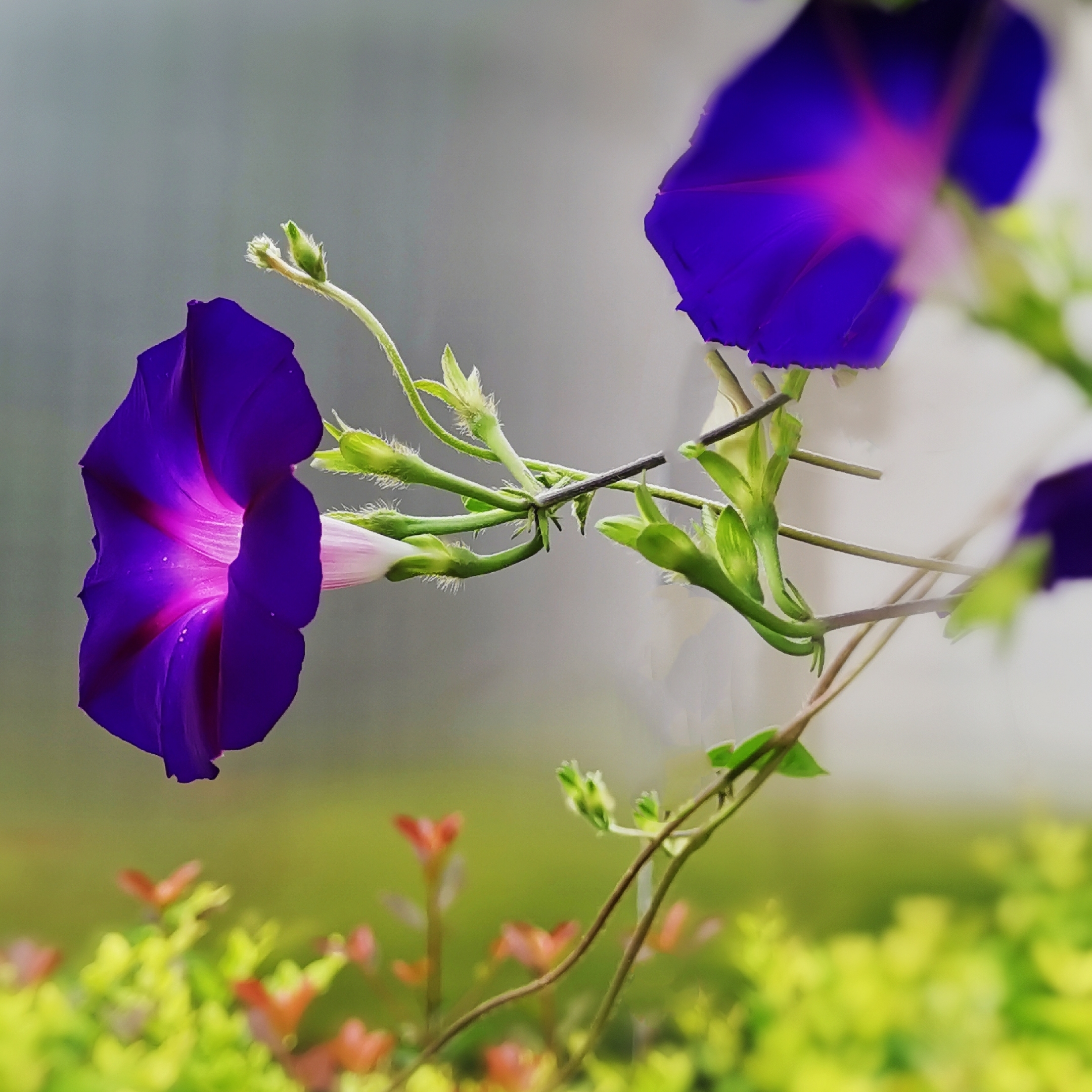 绽放在秋日里的牵牛花首发