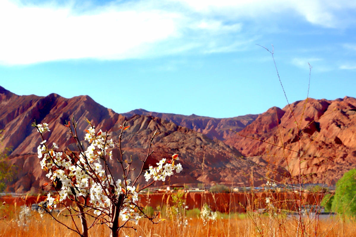 贵德黄河清国家湿地公园