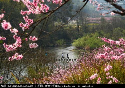 桃花流水作者采唐韵