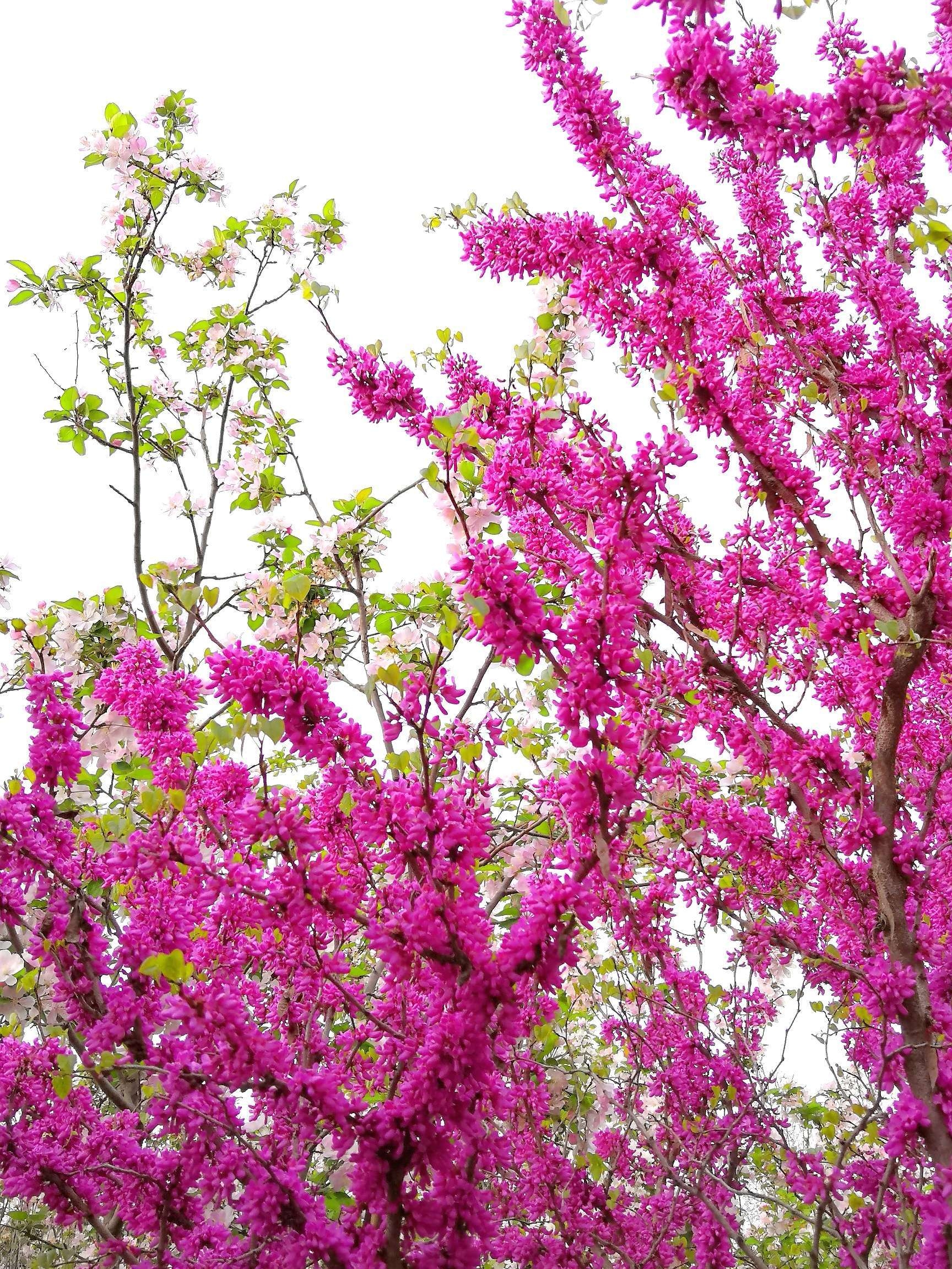 一树红花绕枝干,一家亲密同心连. 一袍兄妹牵手坐,一人一花绣锦团.