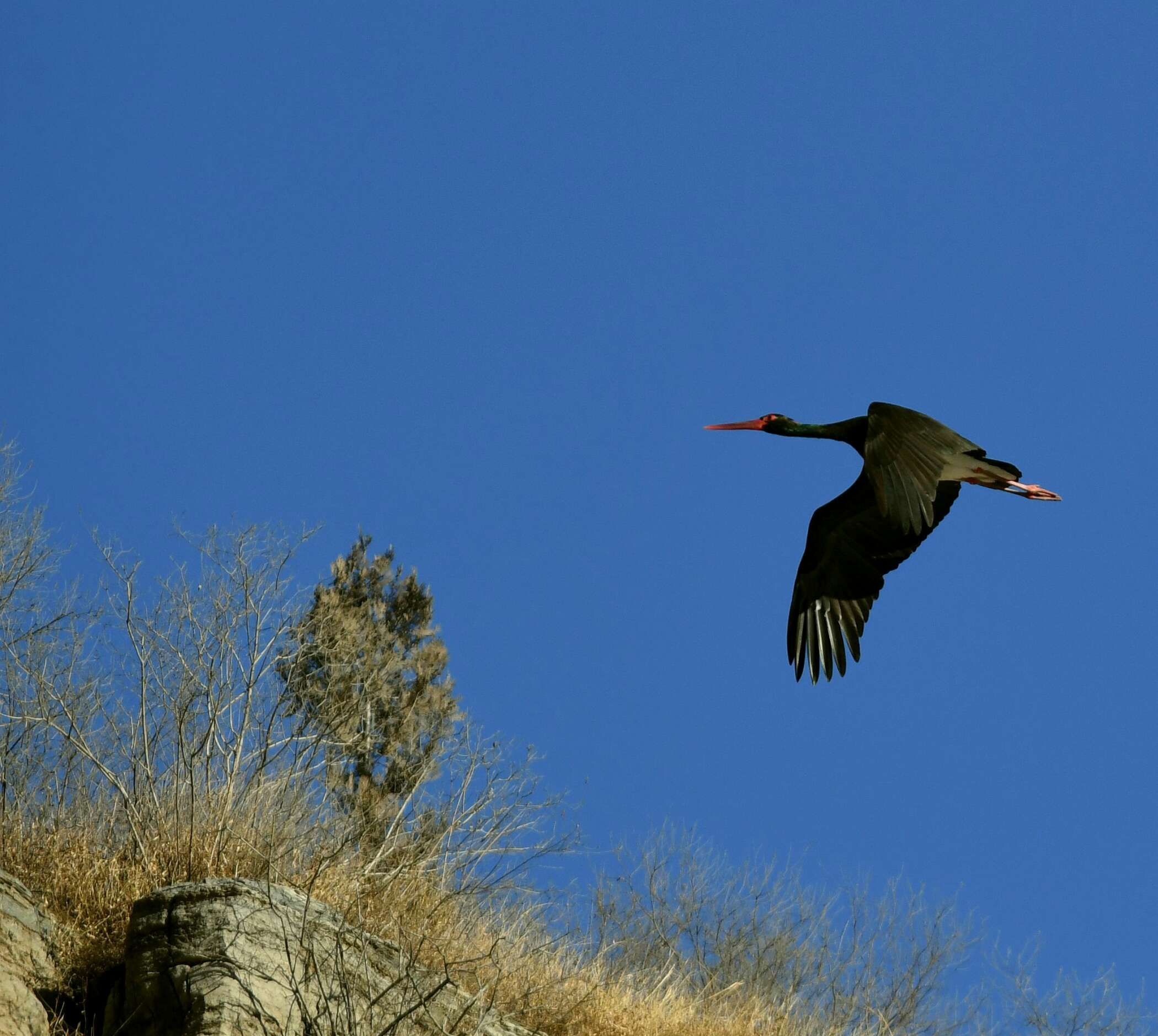 北京房山十渡的鸟首发