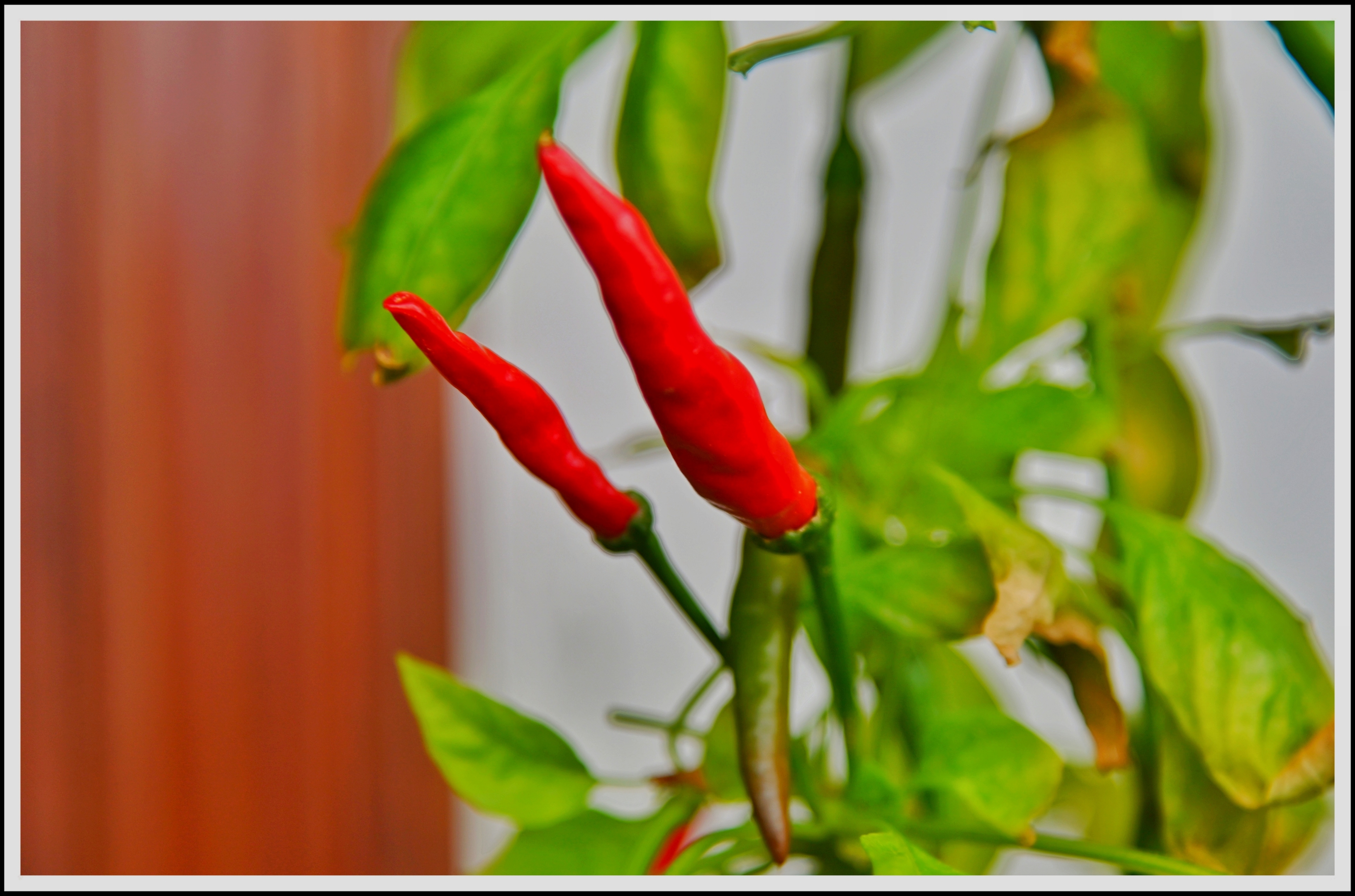 首发自家盆栽的朝天椒