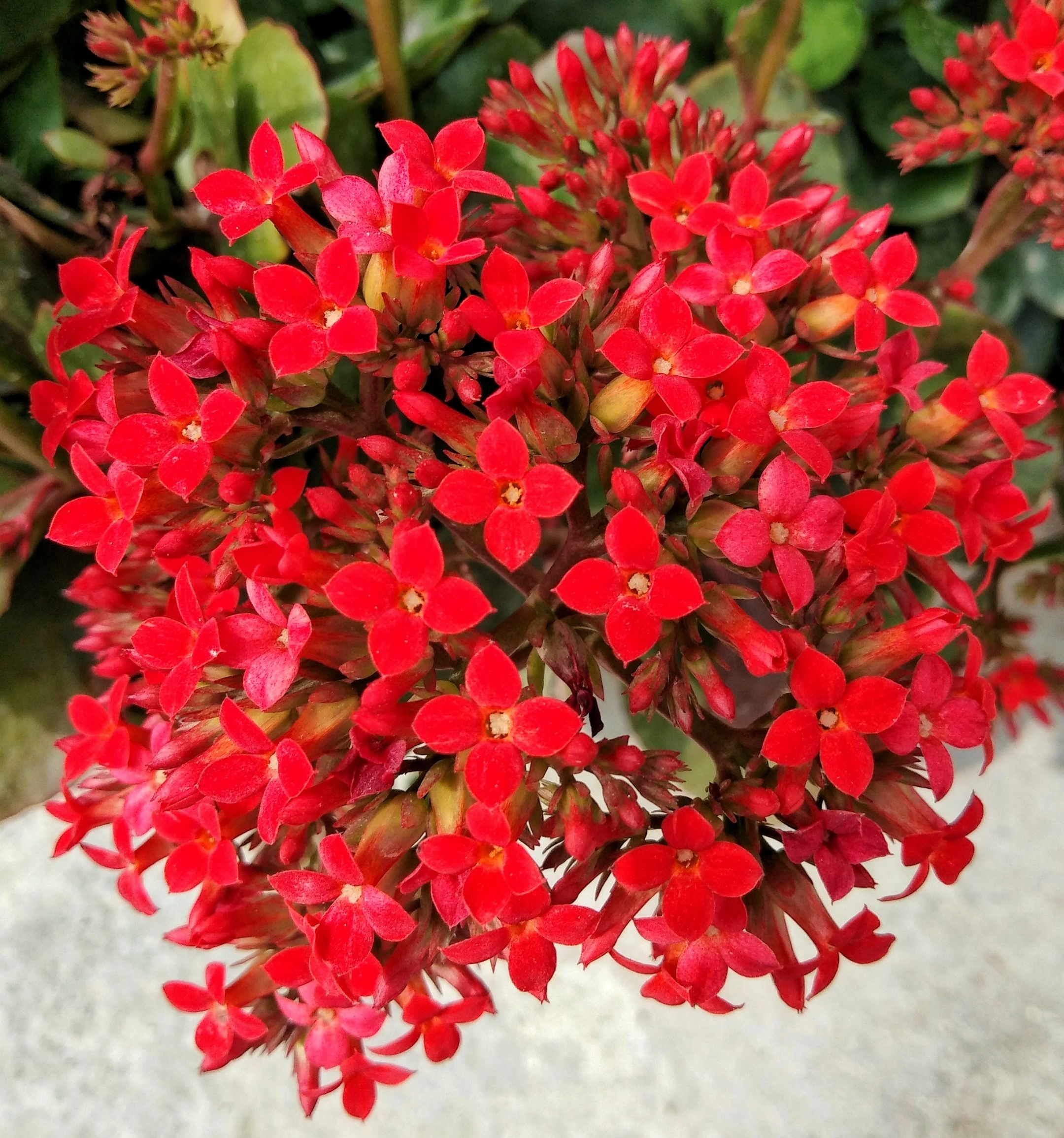 首发一簇花团红粉意赋君长寿寓天机