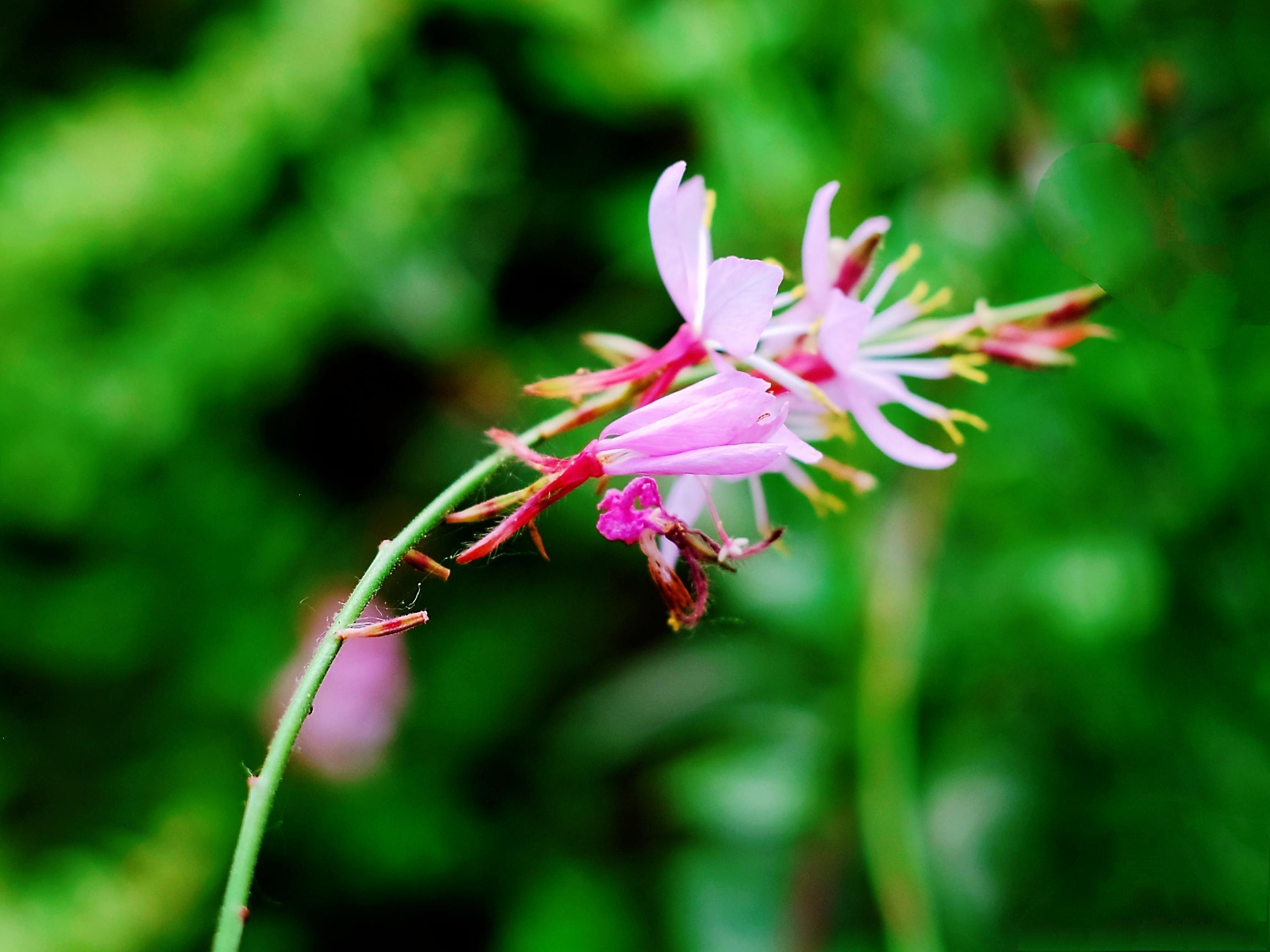 灵动秀气山桃草花