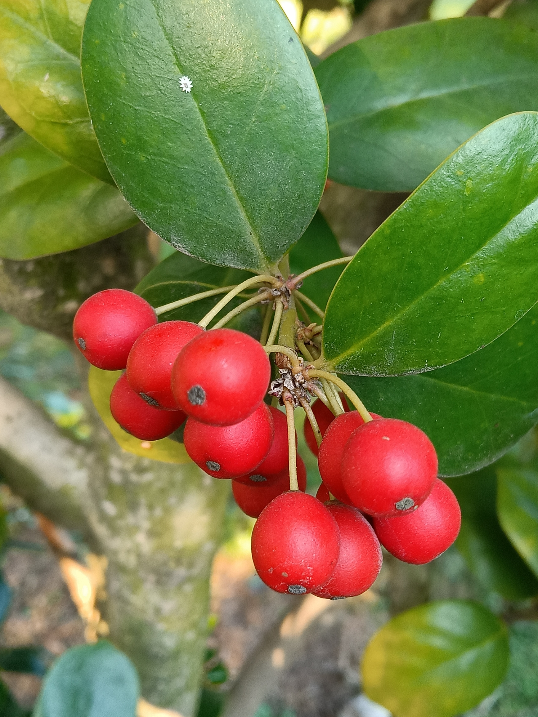 你认识这个小红果果吗首发