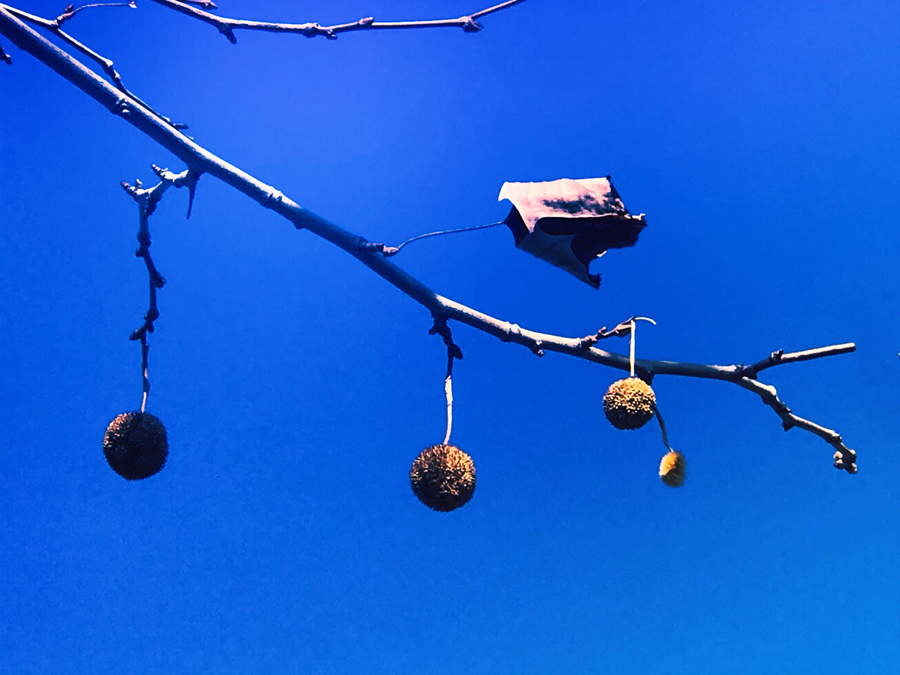 梧桐果子别有风味