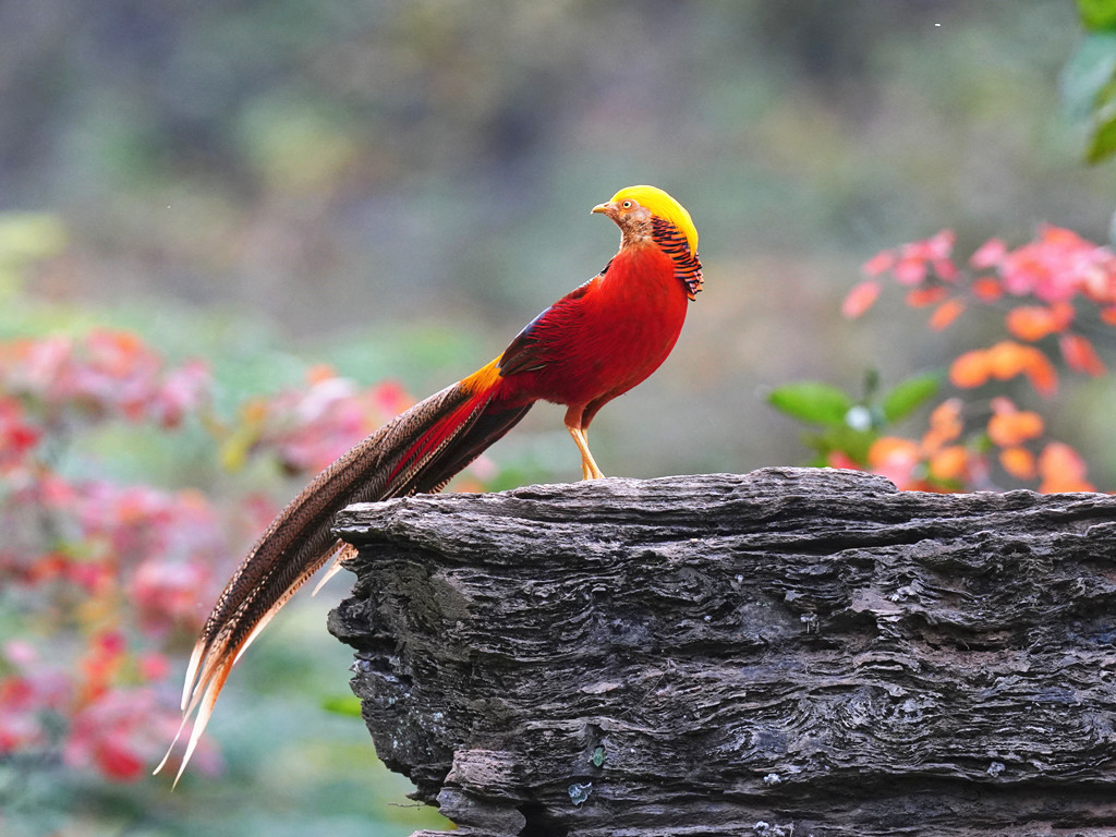 中华国鸟华夏凤凰红腹锦鸡
