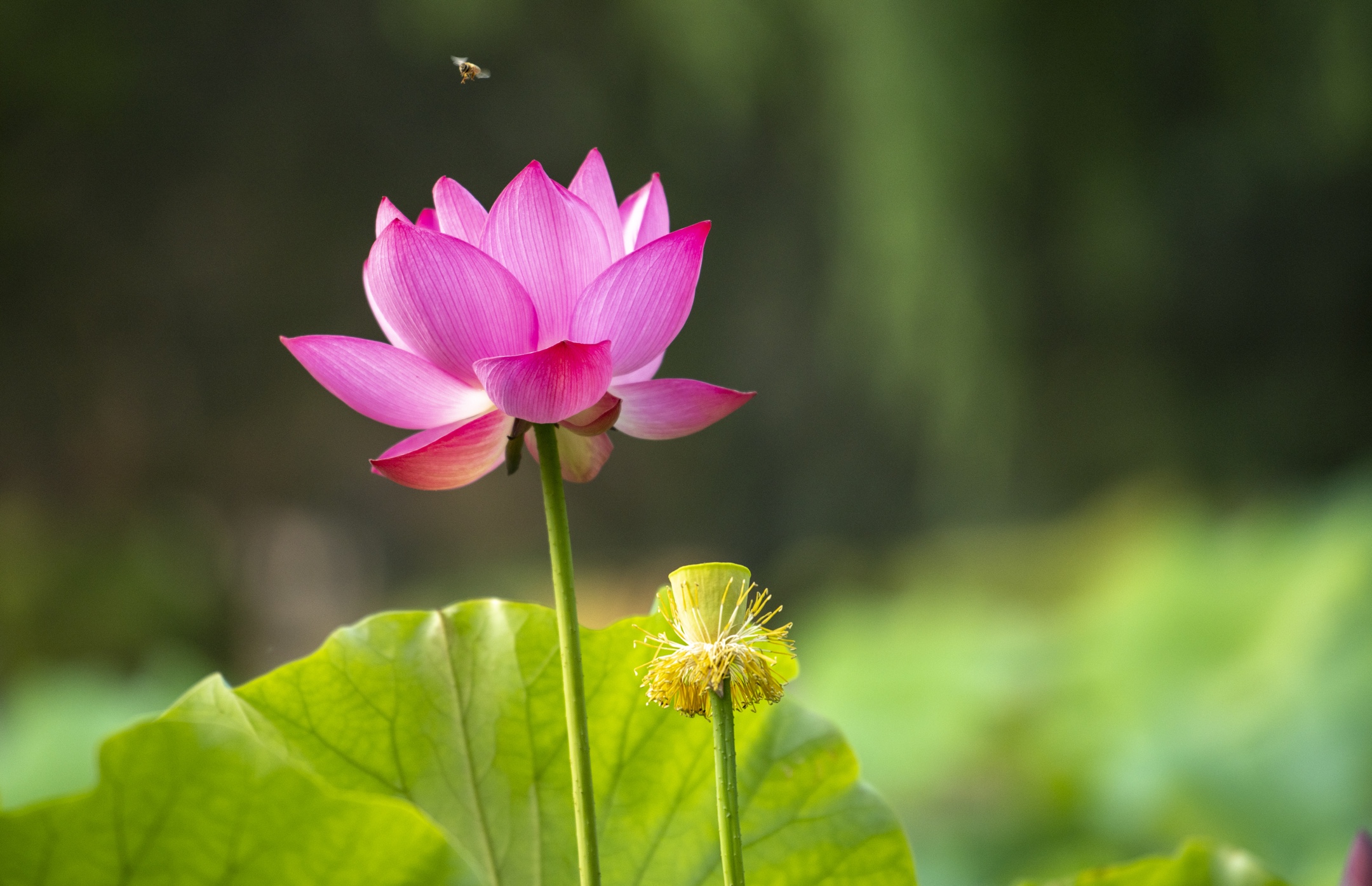 一年一度荷花开,花开富贵幸福来(二)