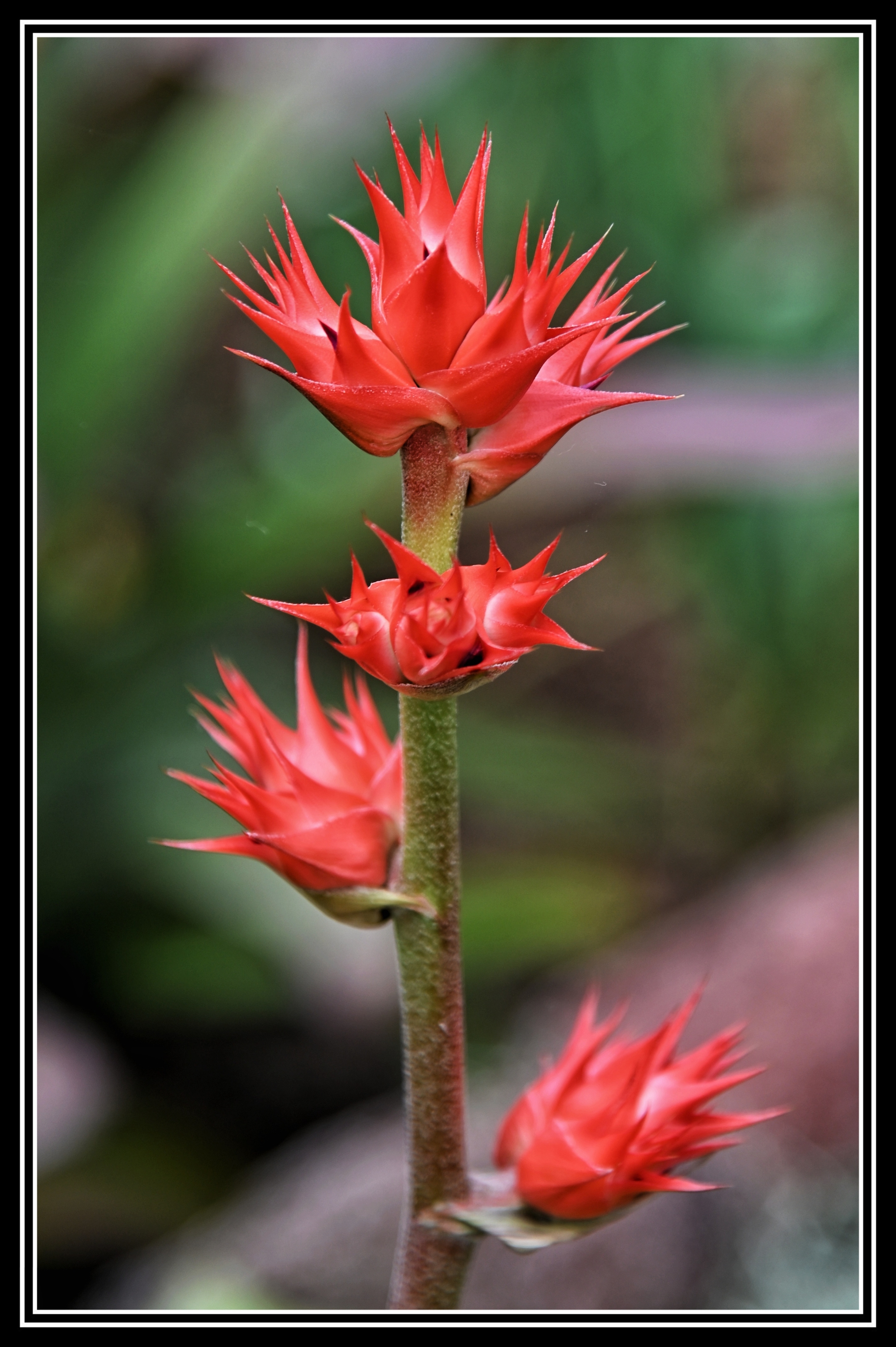 温室中的热带植物续首发