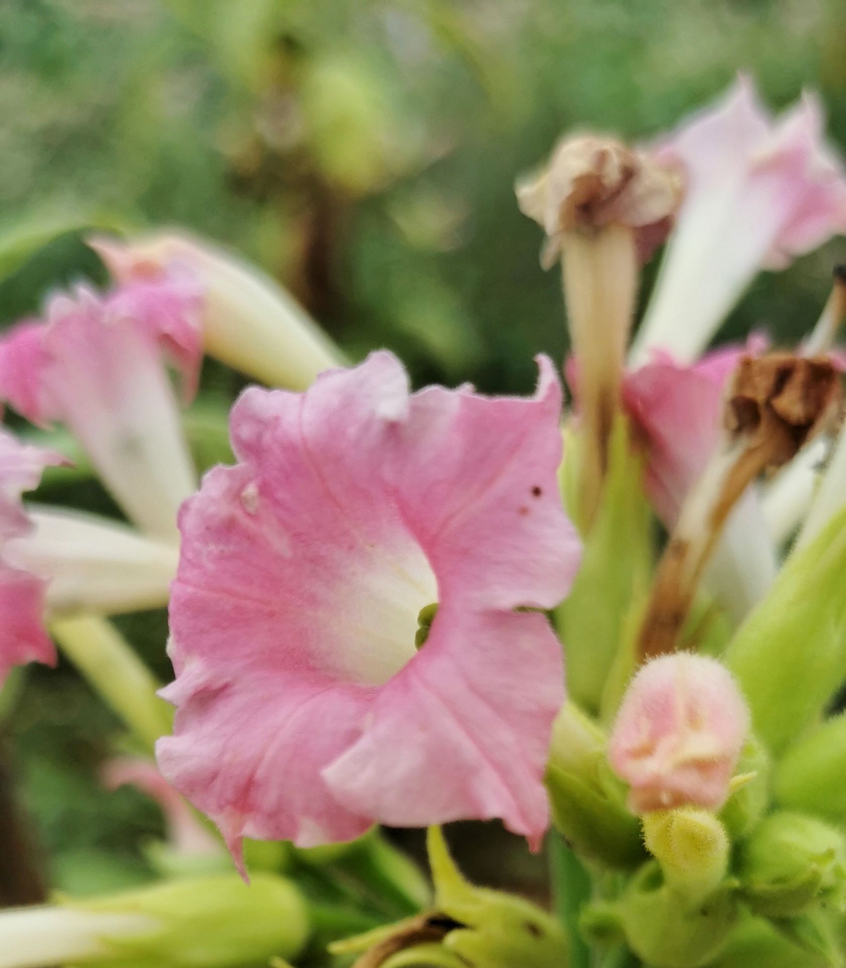 烟草花首发