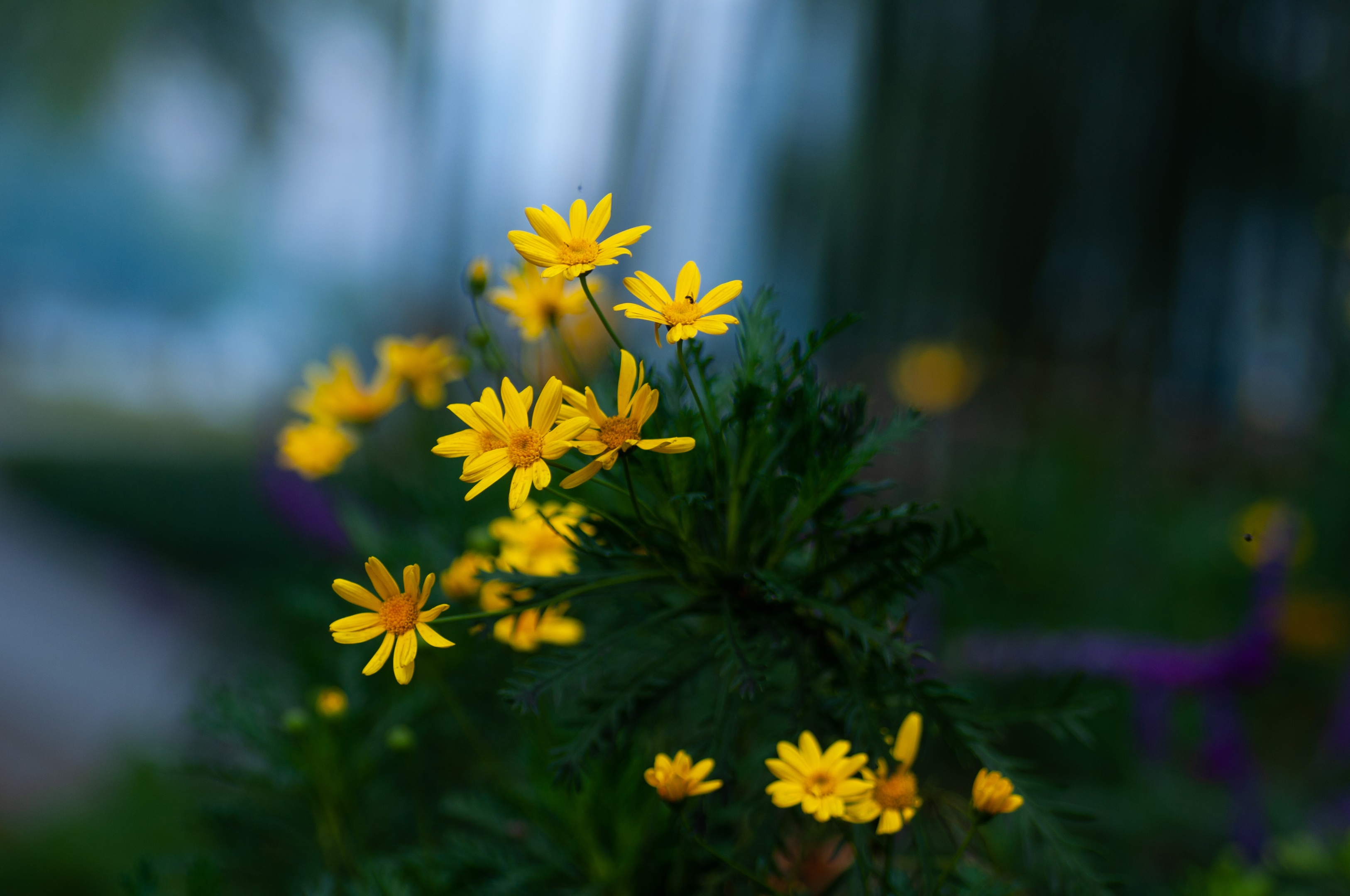 路边野花黄金菊首发