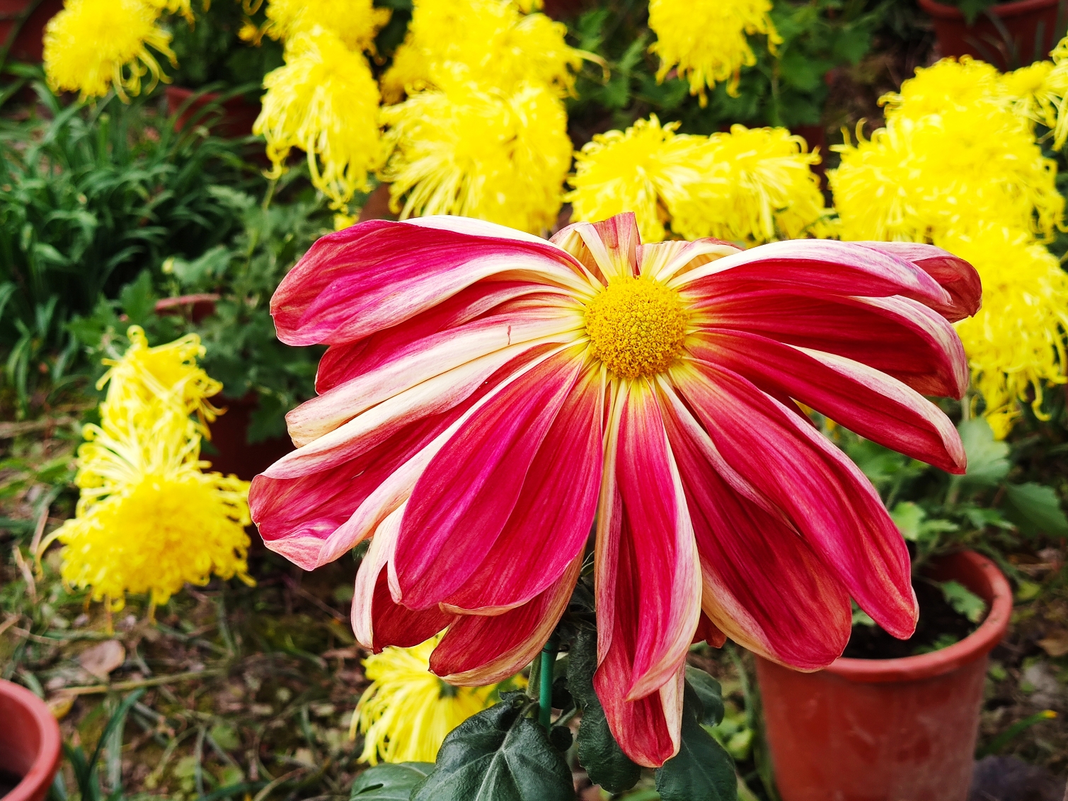 九月廿九日菊花王国赏菊