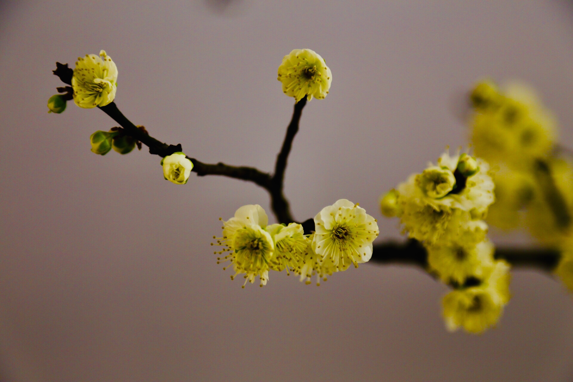 傲雪寒梅京城第一枝