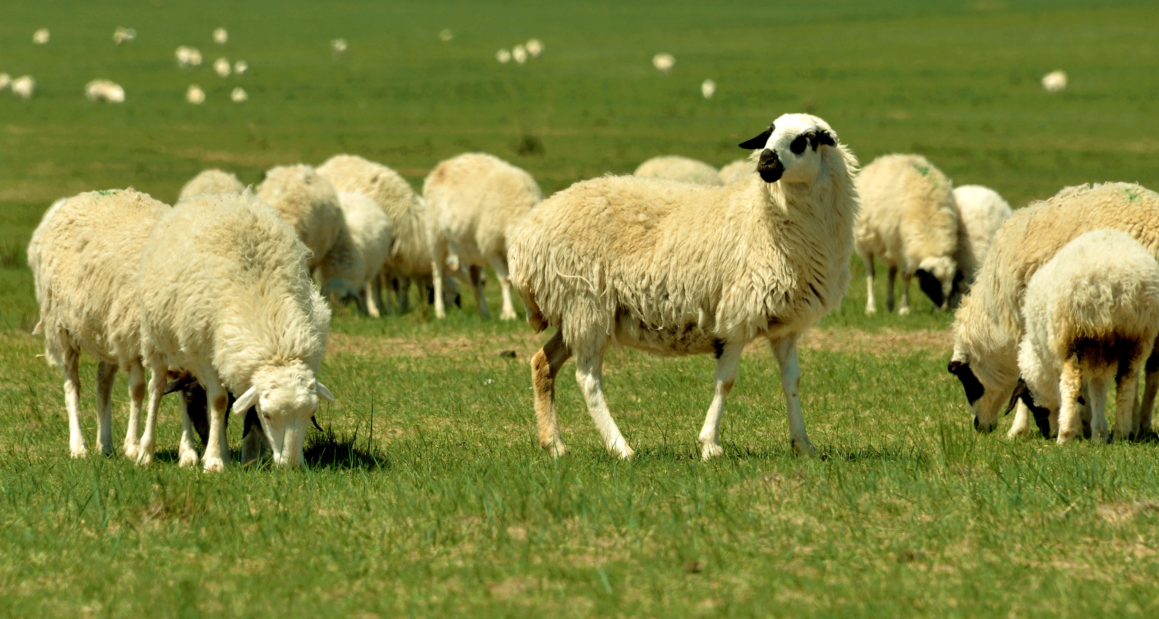 牧民告诉我们,这是白绒山羊,体积大,成年羊每只体重都在130斤以上