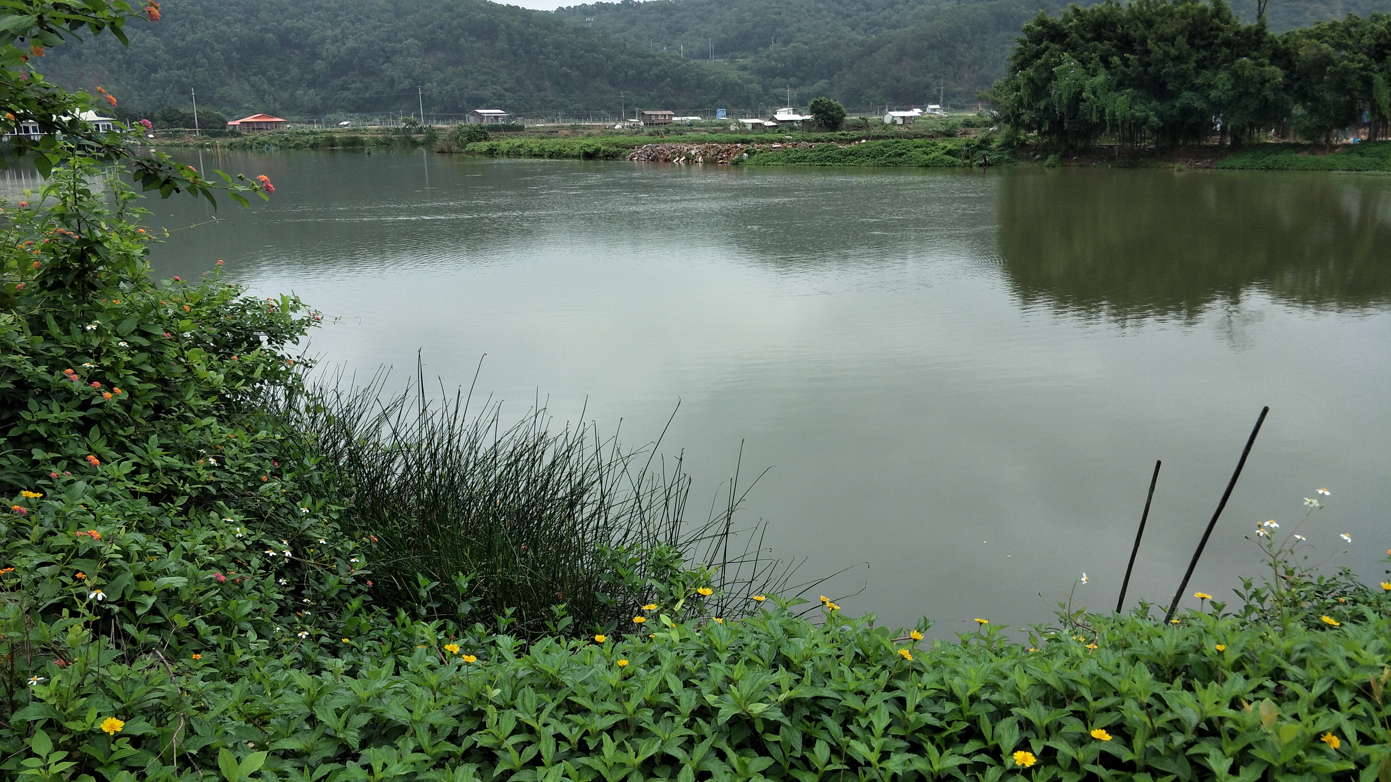 巡河十五:绿满河岸垂钓者众