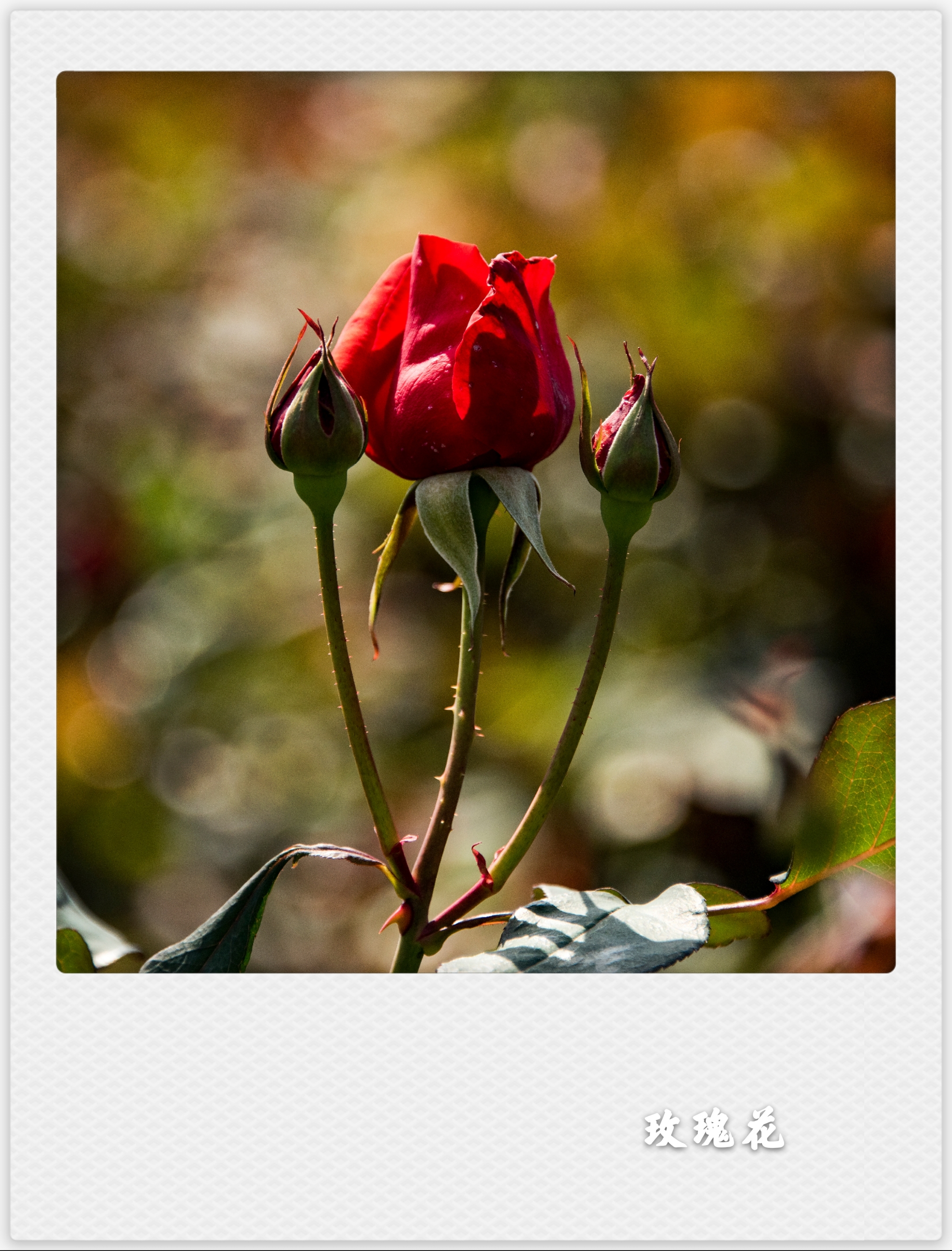 铿锵玫瑰的唯美图片图片