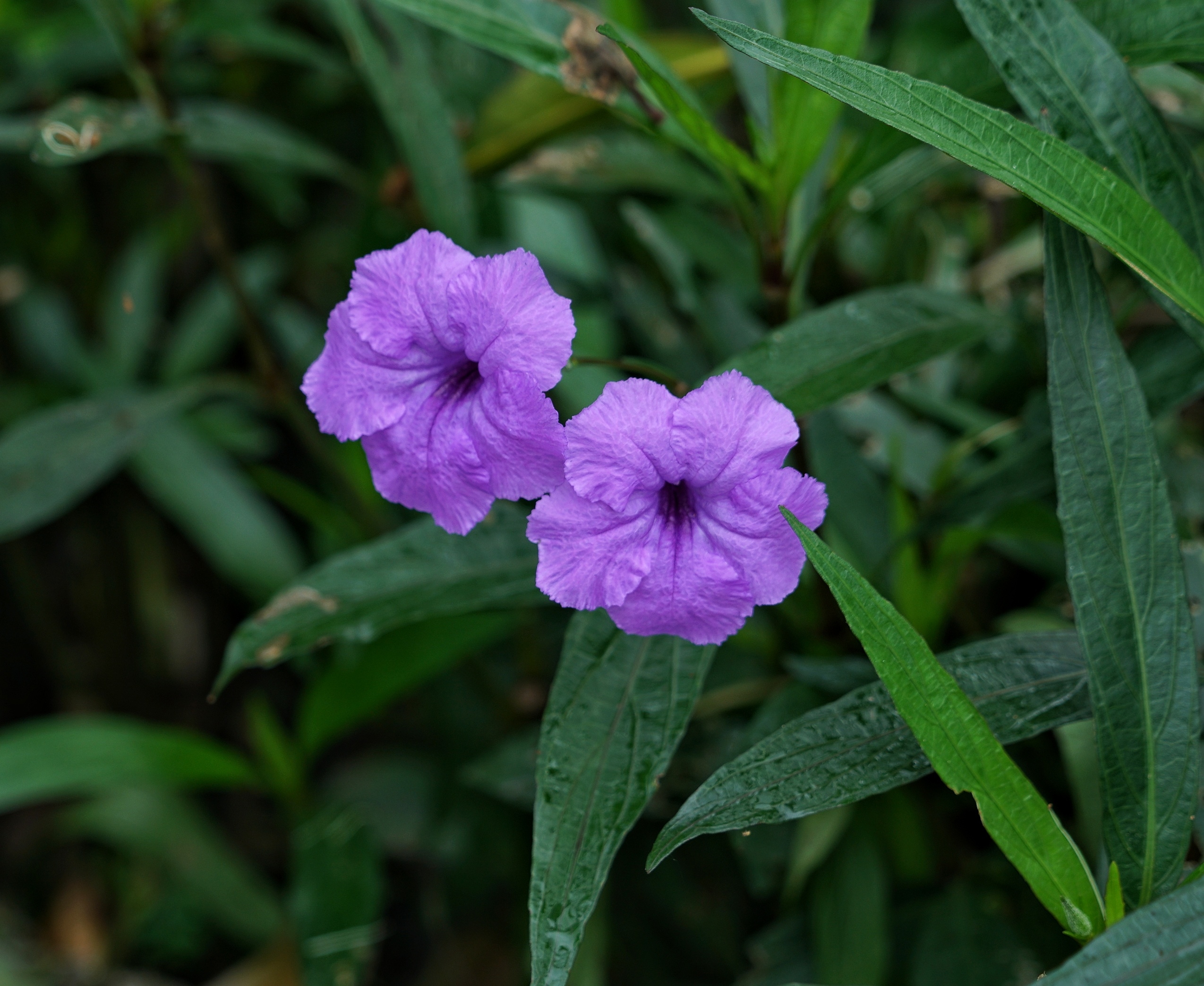 日开日新翠芦莉