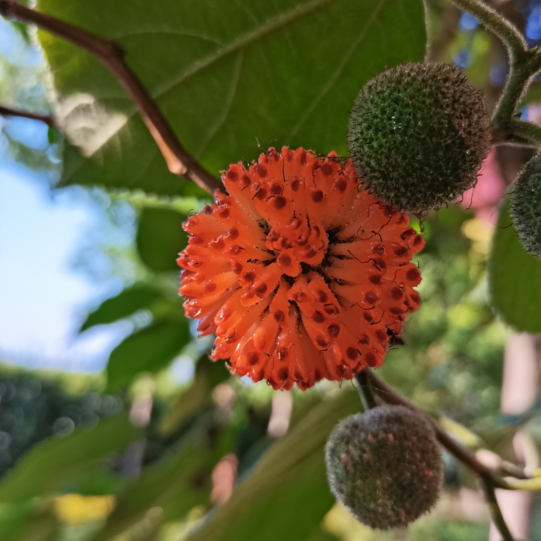 构桃你们见过吗首发