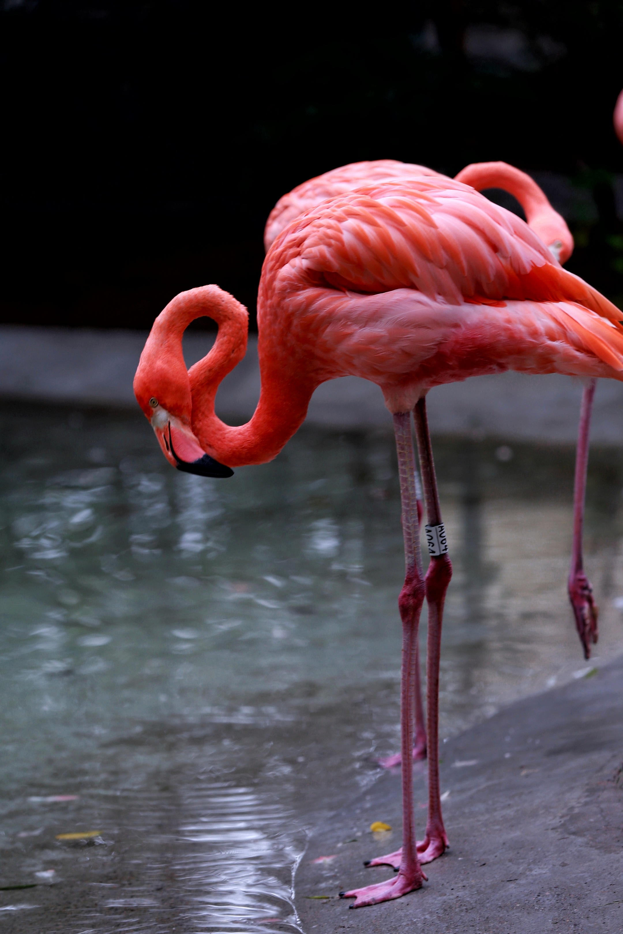 動物園裡的它們