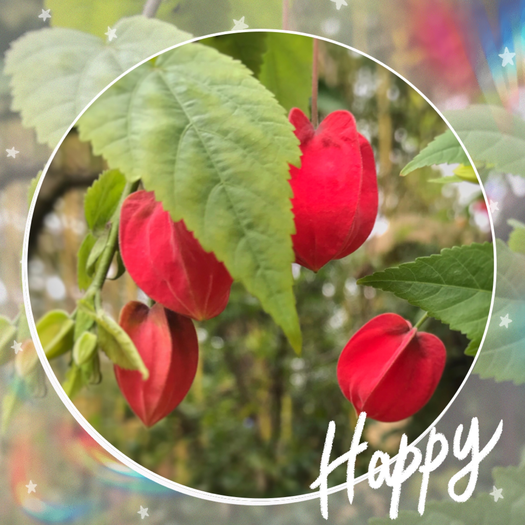 原创首先喜庆的巴西宫灯花