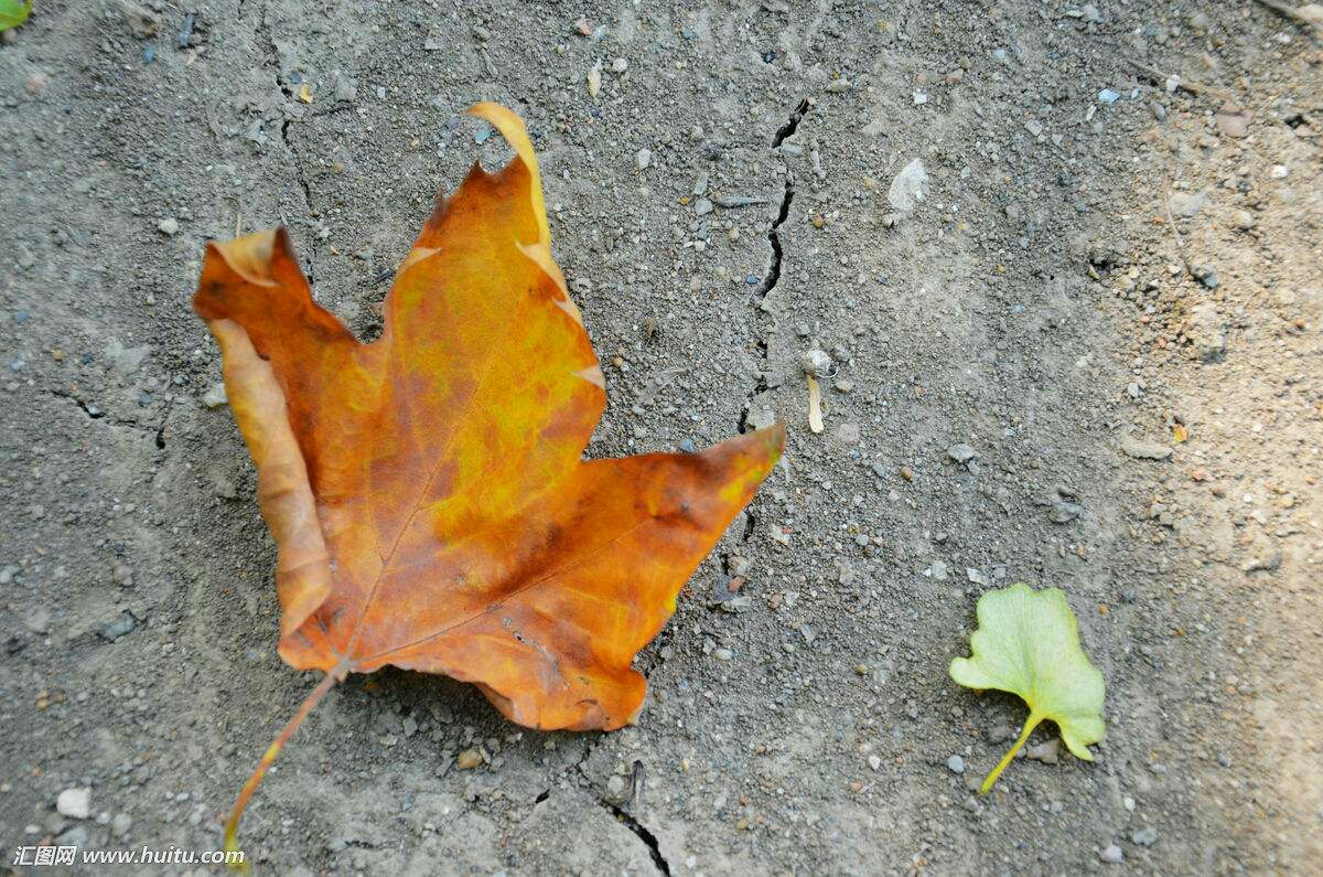 一片落叶飘落的图片图片