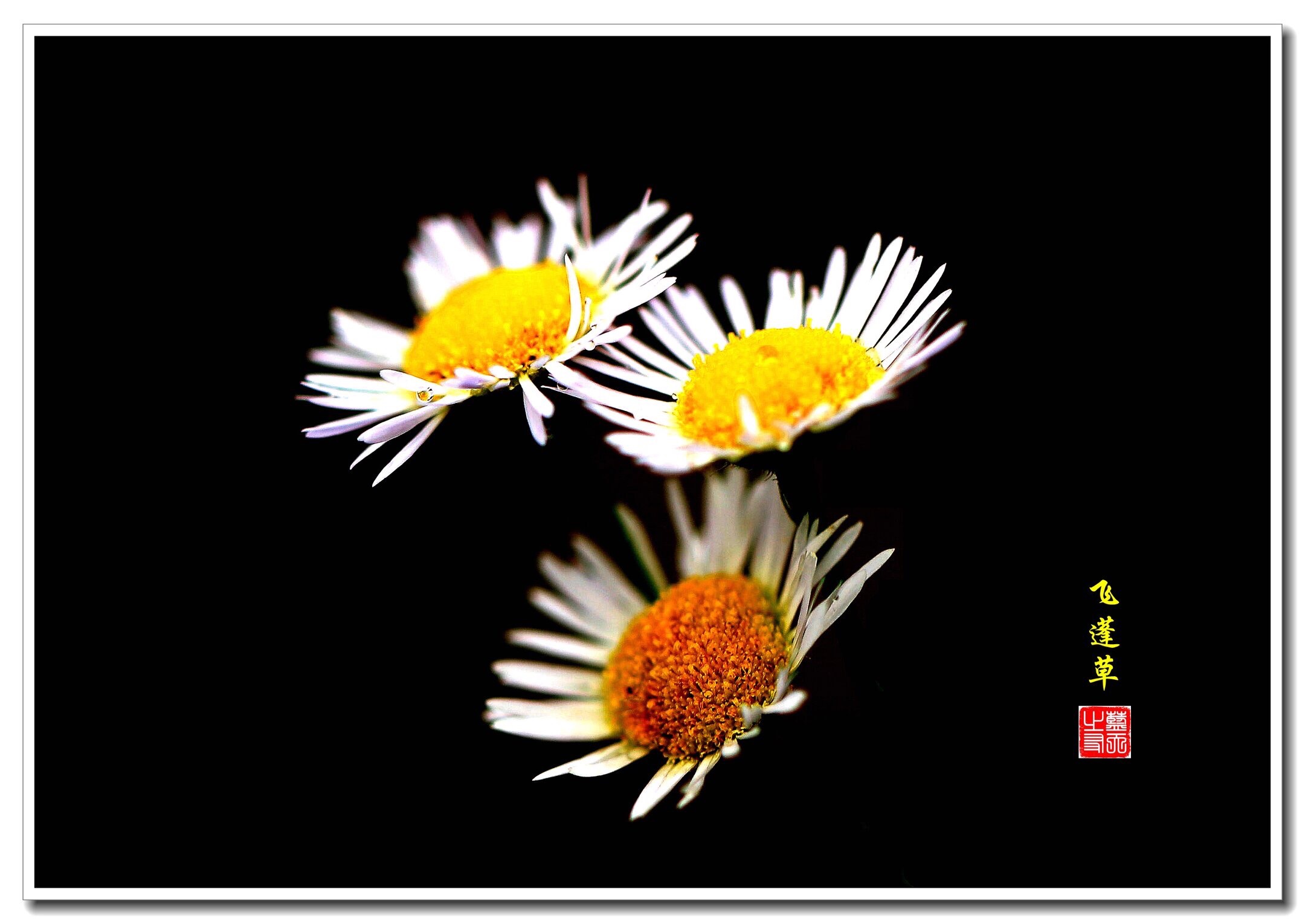 首发小小飞蓬菊美丽又大方