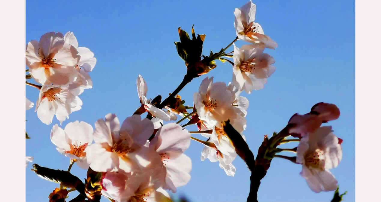 玉泉山森林公園櫻花