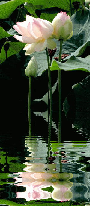 300_682竖版 竖屏gif 动态图 动图